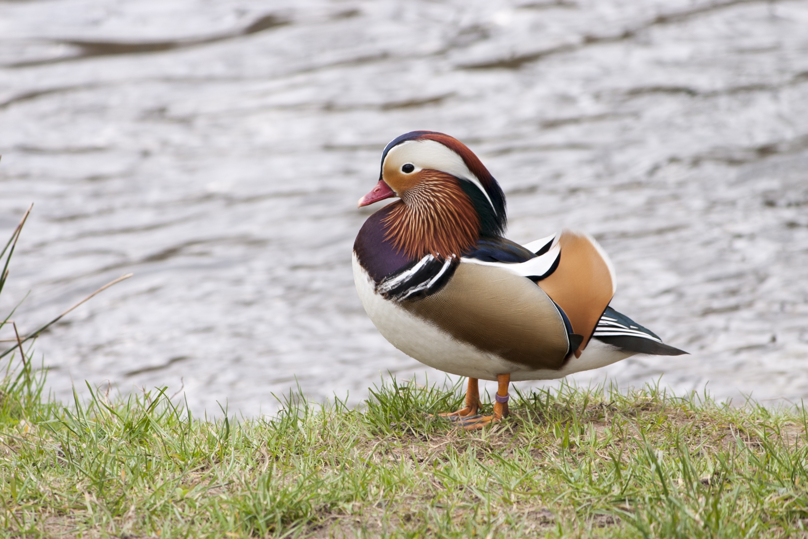 focus on foreground, grass, animal themes, mandarin duck, poultry, feather, water bird, water, wildlife, no people, mallard Duck, bird, waterfowl, animal, HD Wallpaper