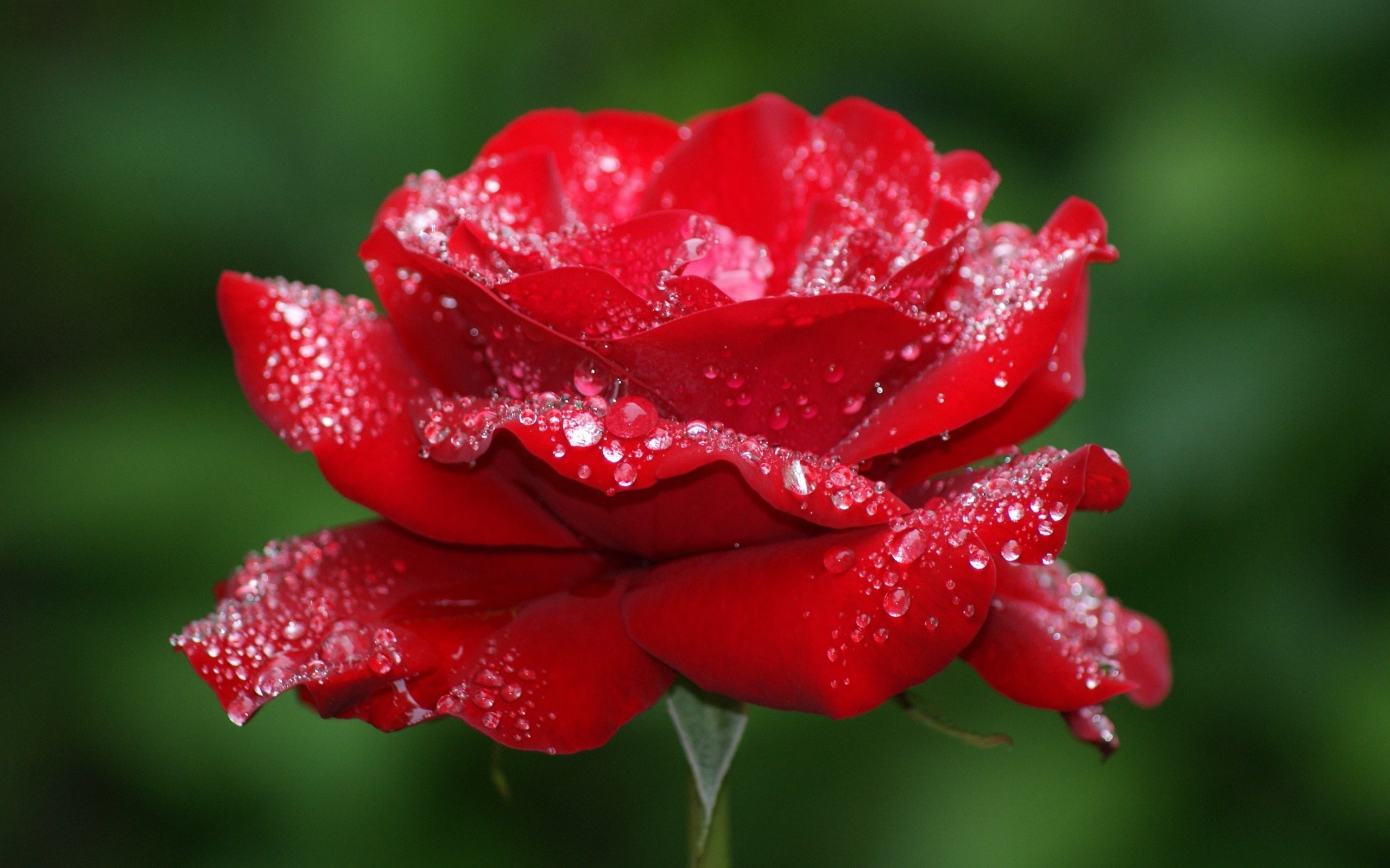 2K, Drops, Flower, Water, Rose, Red, Lonely, HD Wallpaper