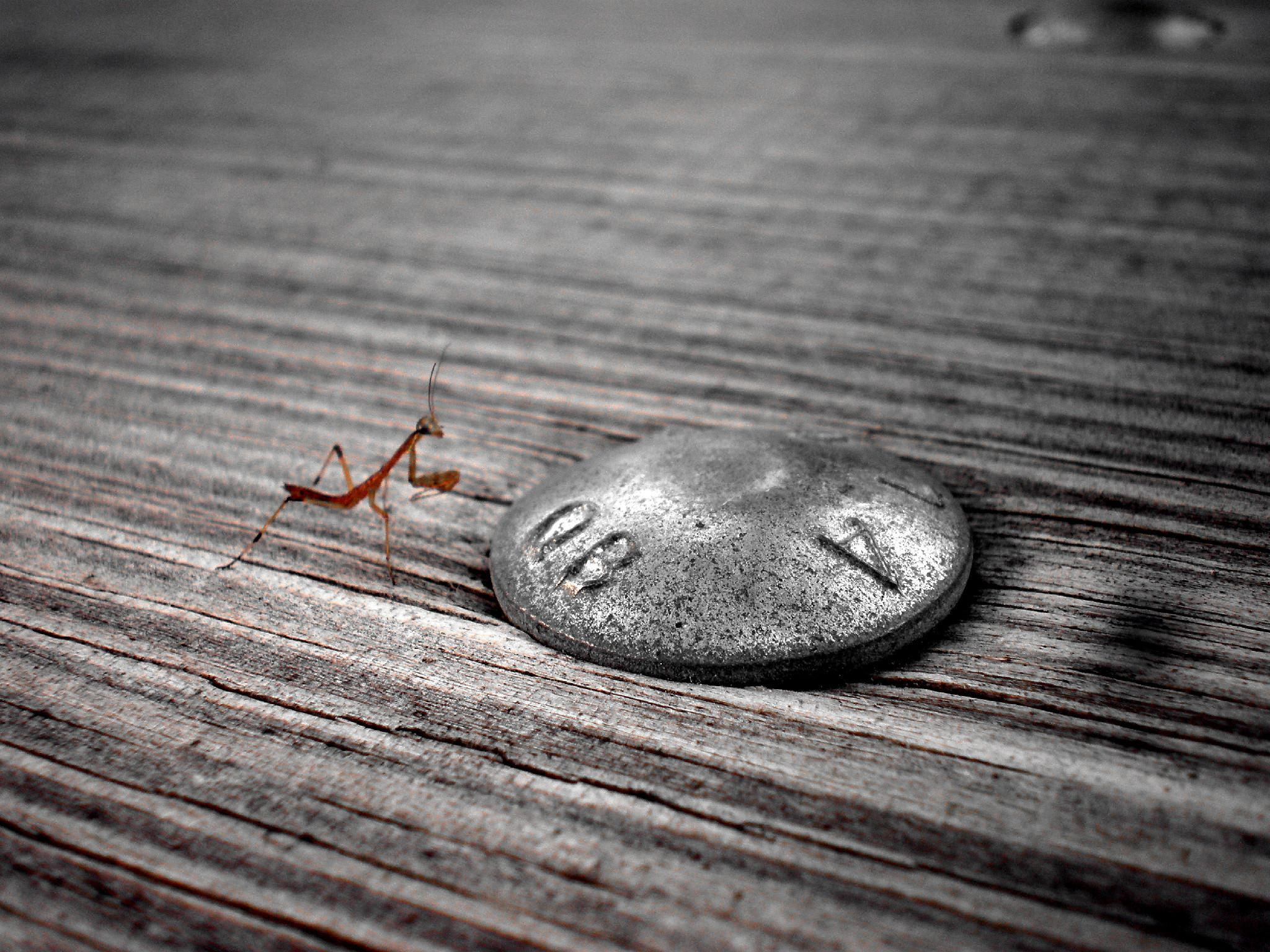1080P, baby, 3d and abstract, stone, stepping, praying mantis, HD Wallpaper