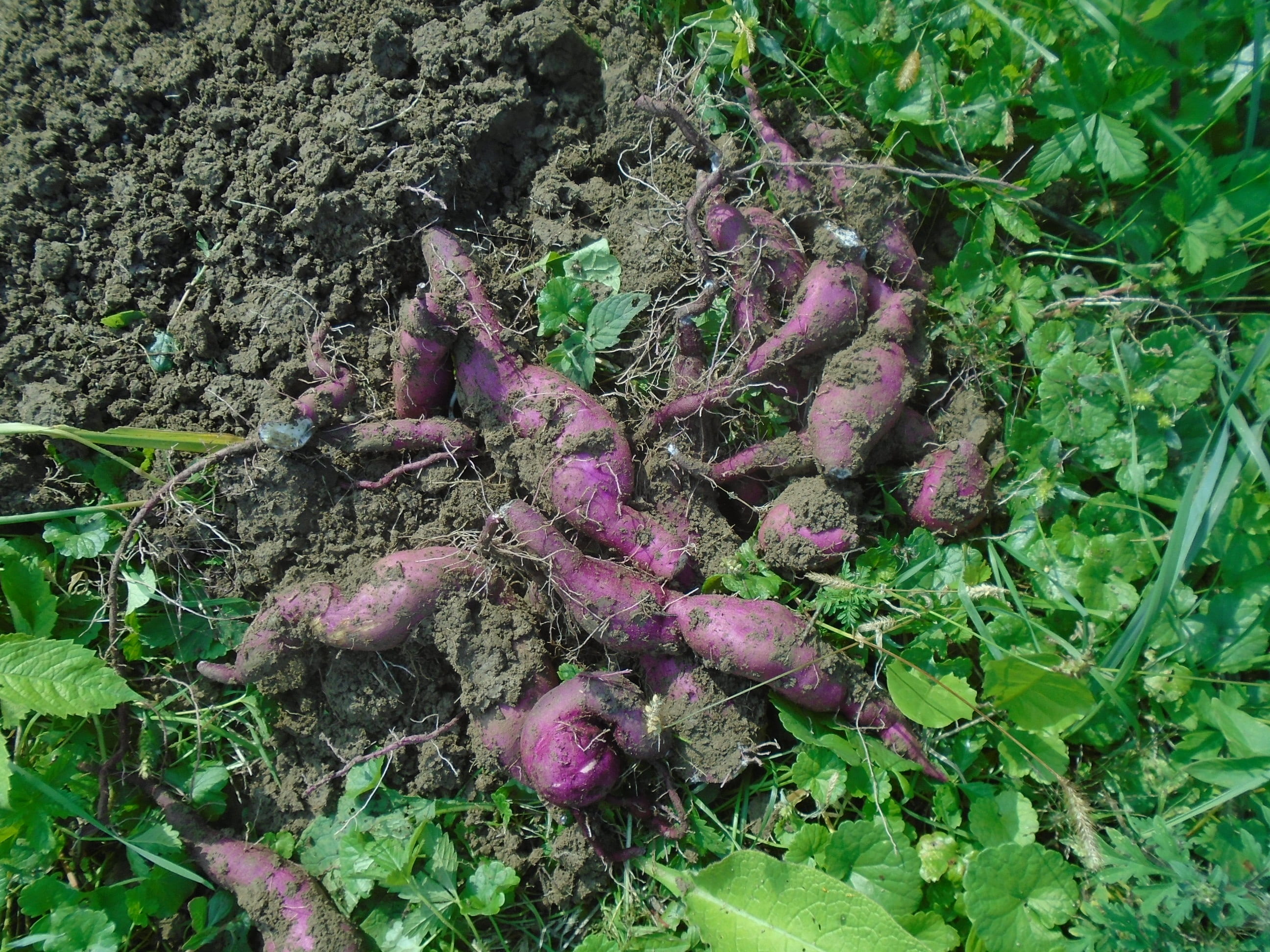 day, food, nature, land, perennial plant, dirt, common beet, sweet potato, field, plant part, purple, vegetables, vegetable, green color, garden, freshness, HD Wallpaper