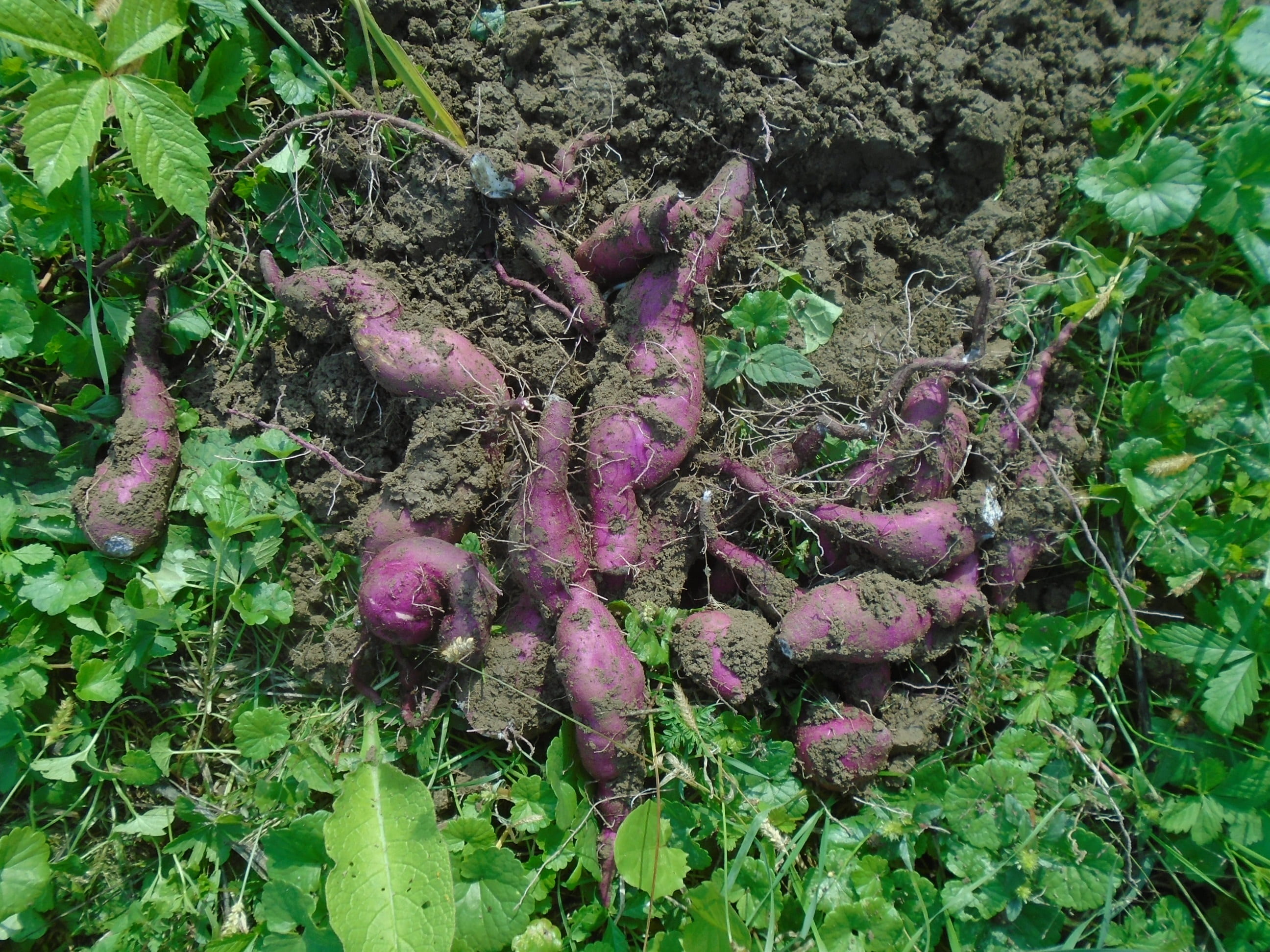 high angle view, vegetables, leaf, 2K, freshness, land, field, perennial plant, plant, outdoors, vegetable, plant part, tranquility, sweet potato, growth, HD Wallpaper