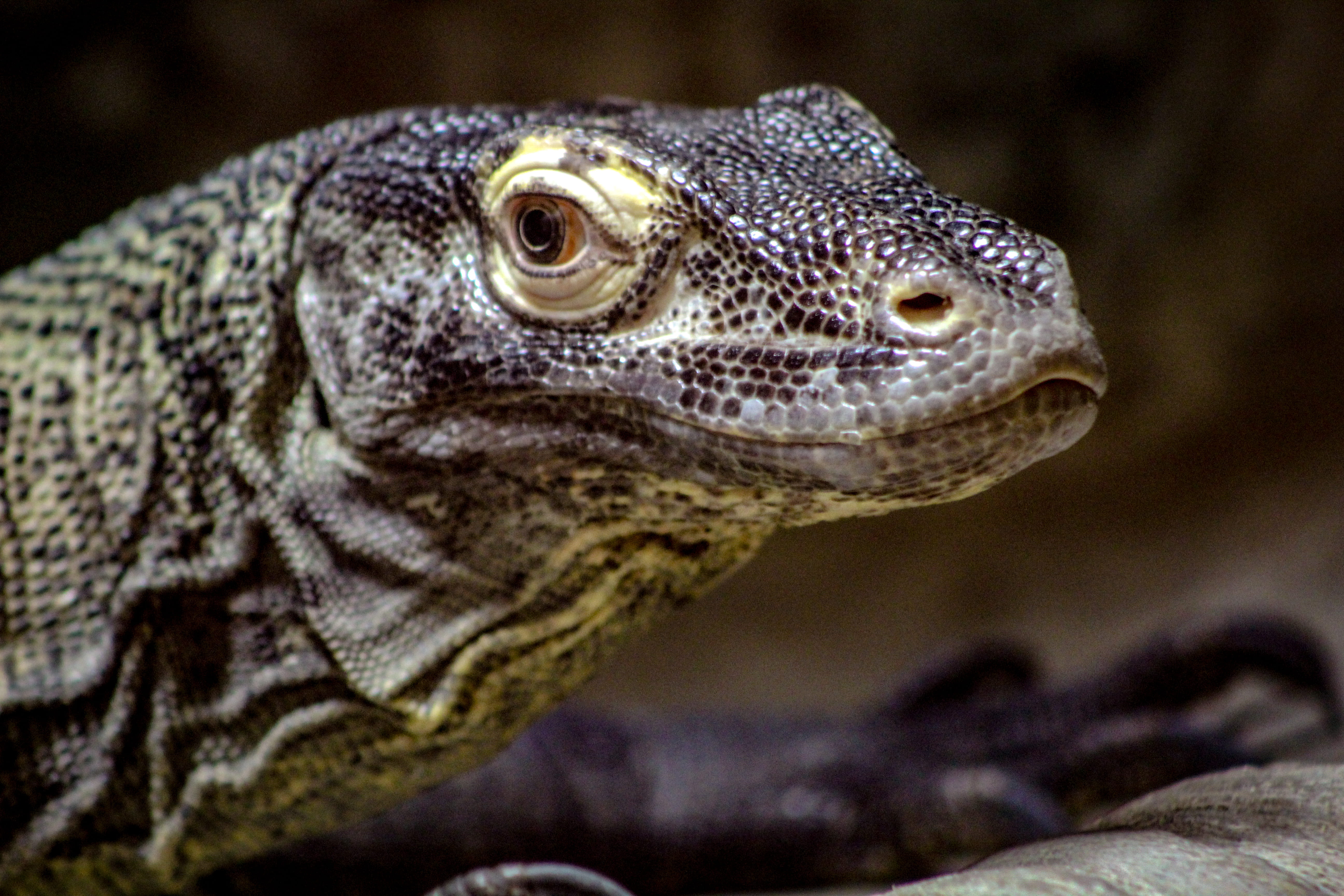zoo, dragons lair, close-up, one animal, no people, memphis, lair, komodo, animal, looking away, day, animal wildlife, reptile, focus on foreground, united states, HD Wallpaper