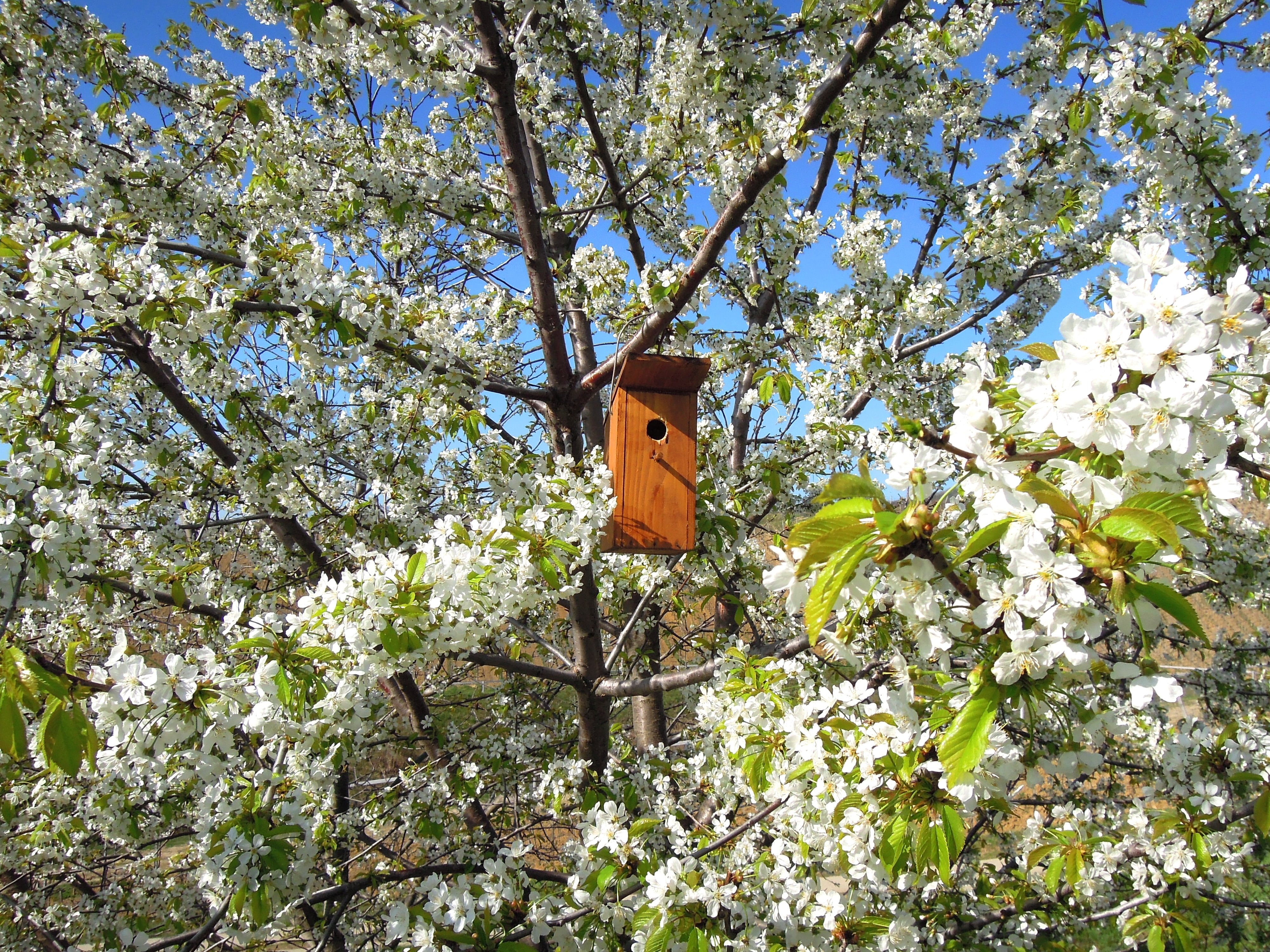 odu, beauty in nature, fragility, sunlight, hanging, tree, low angle view, flowering plant, no people, blossom, bird house, birds lair, plant, white, flower, HD Wallpaper