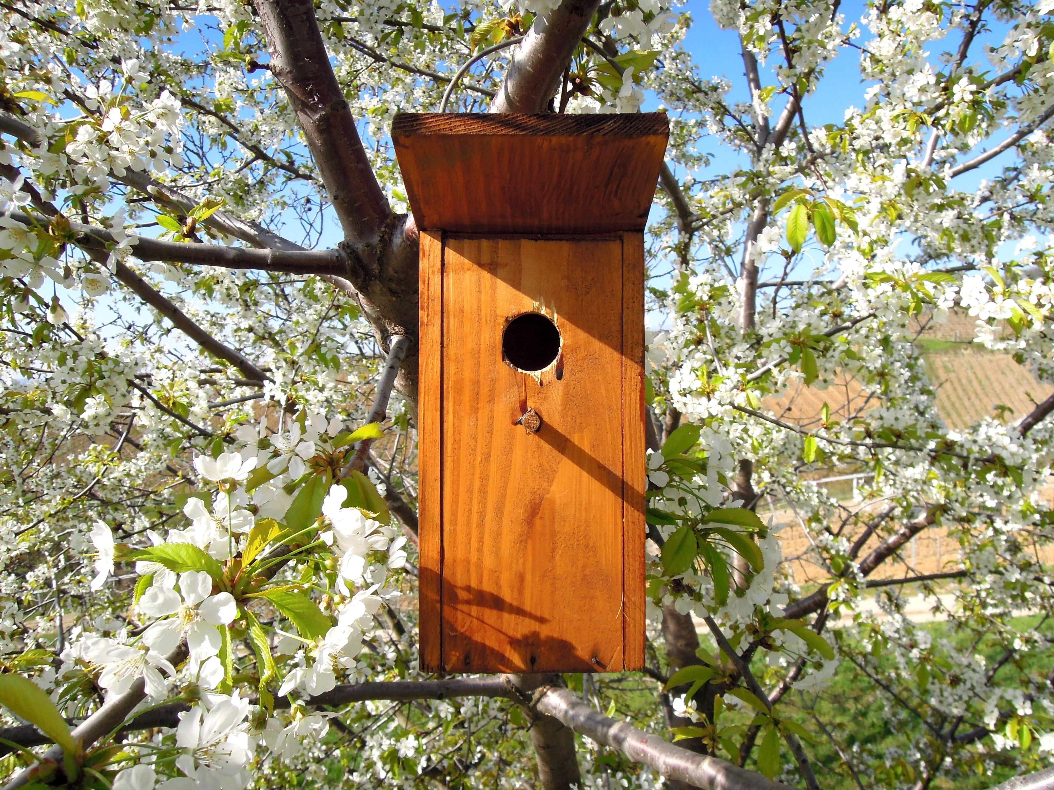 tree, bird house, metal, land, wood - material, low angle view, birdhouse, birds lair, built structure, tree trunk, trunk, beauty in nature, outdoors, odu, HD Wallpaper