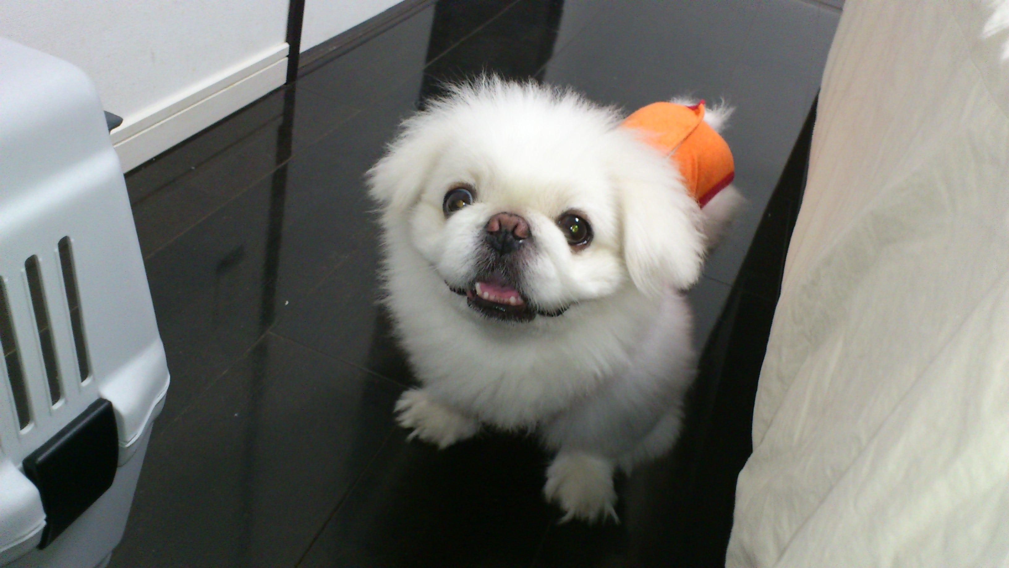 lair, high angle view, portrait, lion maru, small, white color, one animal, no people, looking at camera, pets, pekingese, dog, indoors, mammal, 2K, lap dog, HD Wallpaper