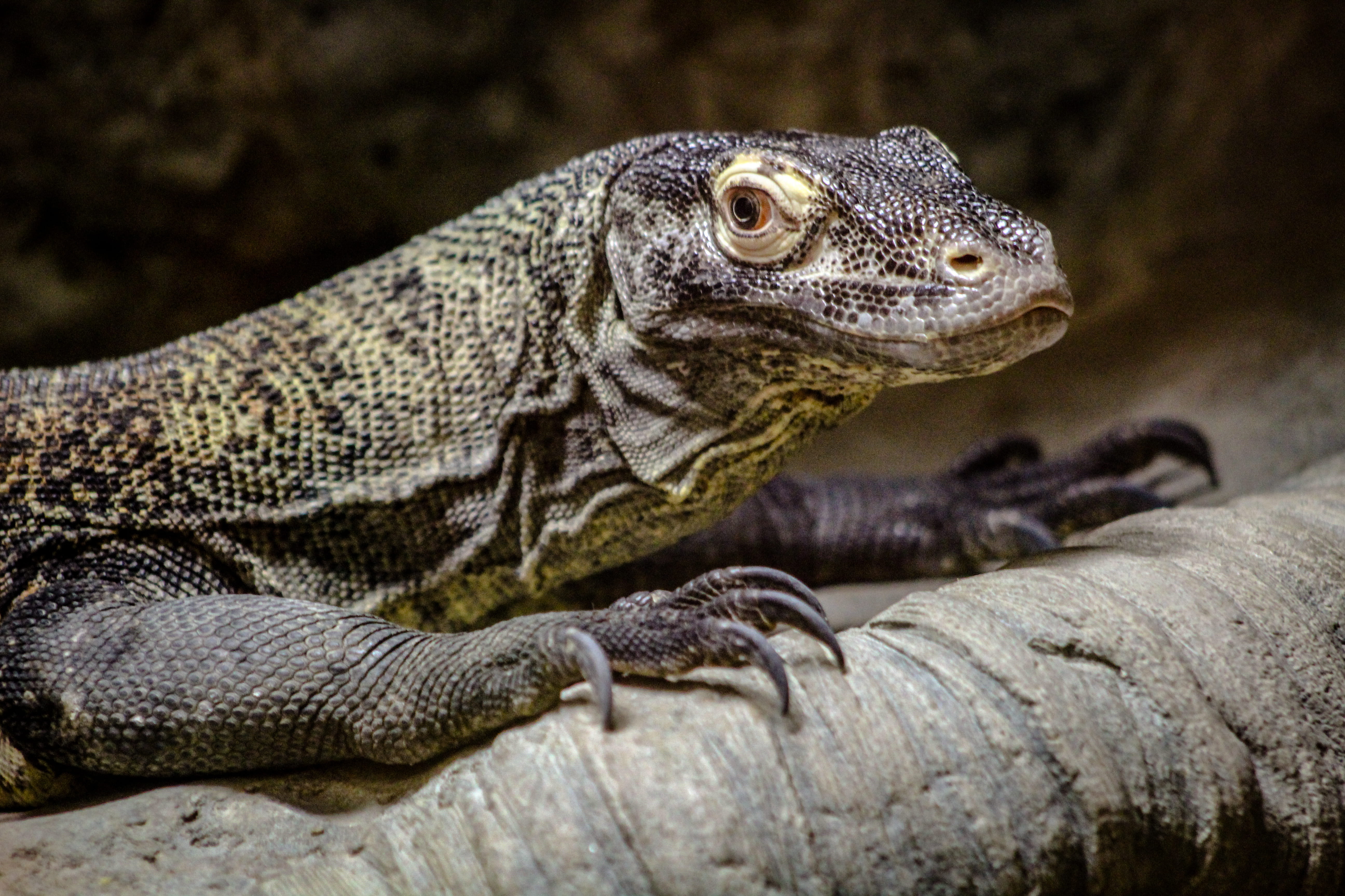united states, close-up, animal head, animal wildlife, one animal, nature, memphis zoo, side view, memphis, focus on foreground, outdoors, no people, rock, HD Wallpaper