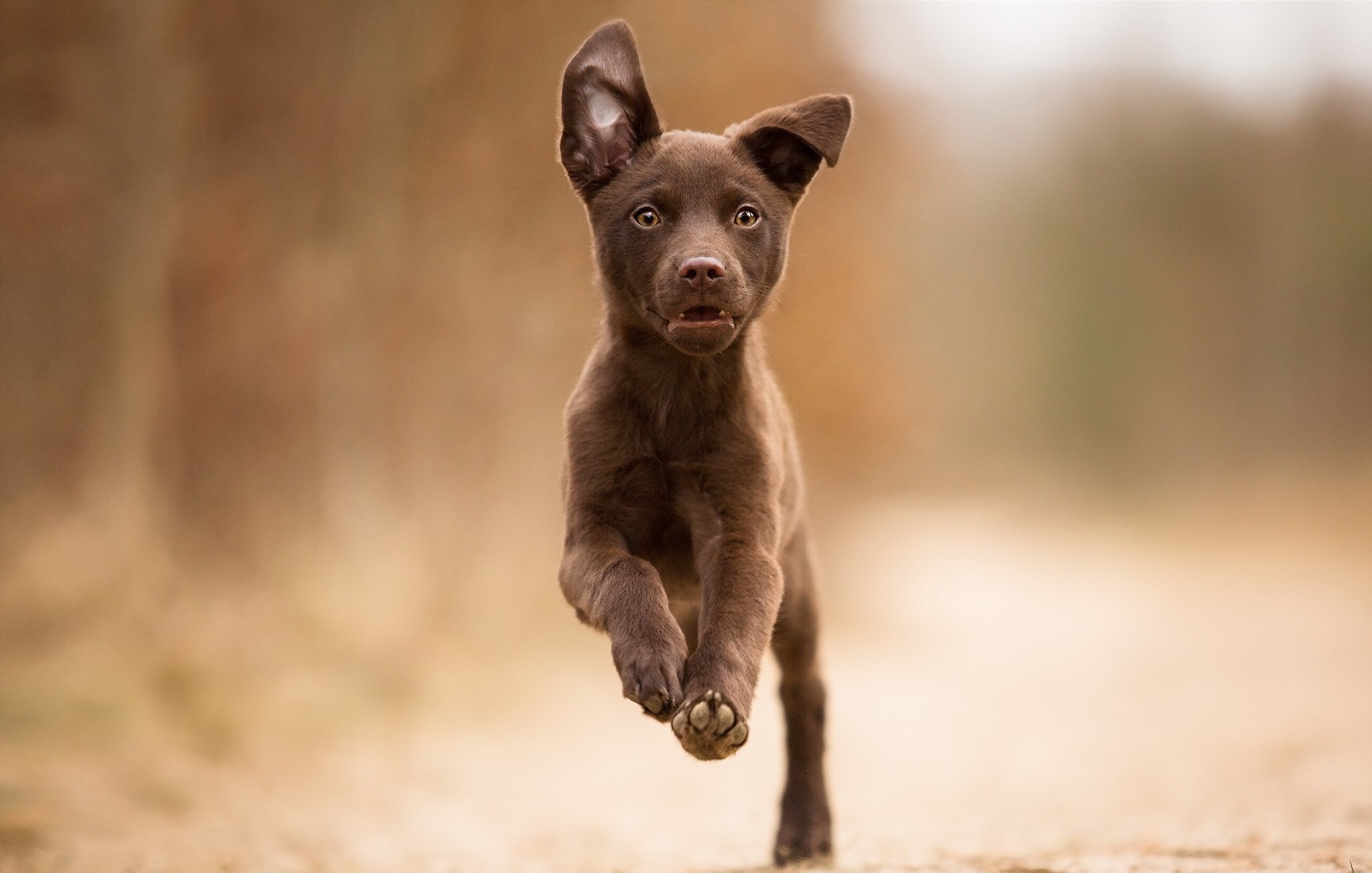 1080P, kelpie, HD Wallpaper