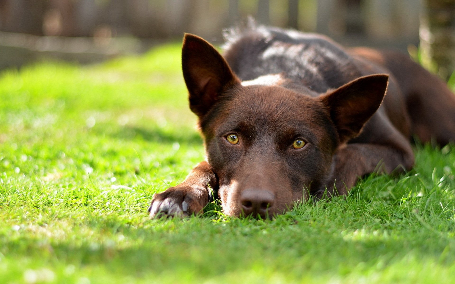 Kelpie, 1080P, Dogs, HD Wallpaper