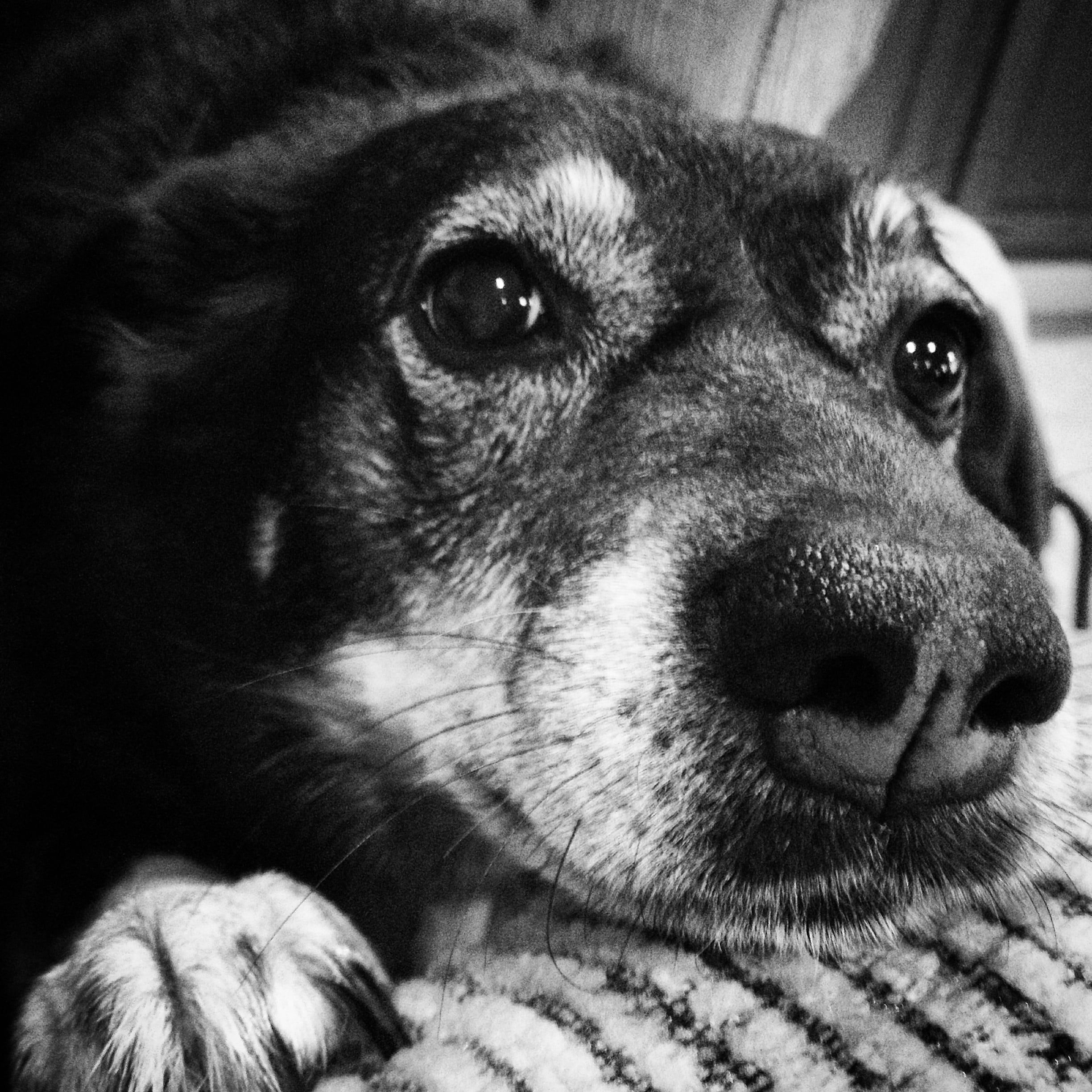 face, australian, kelpie, portrait, animal nose, relaxation, focus on foreground, animal eye, dog, australian kelpie, mammal, animal body part, snout, close-up, Phone HD Wallpaper