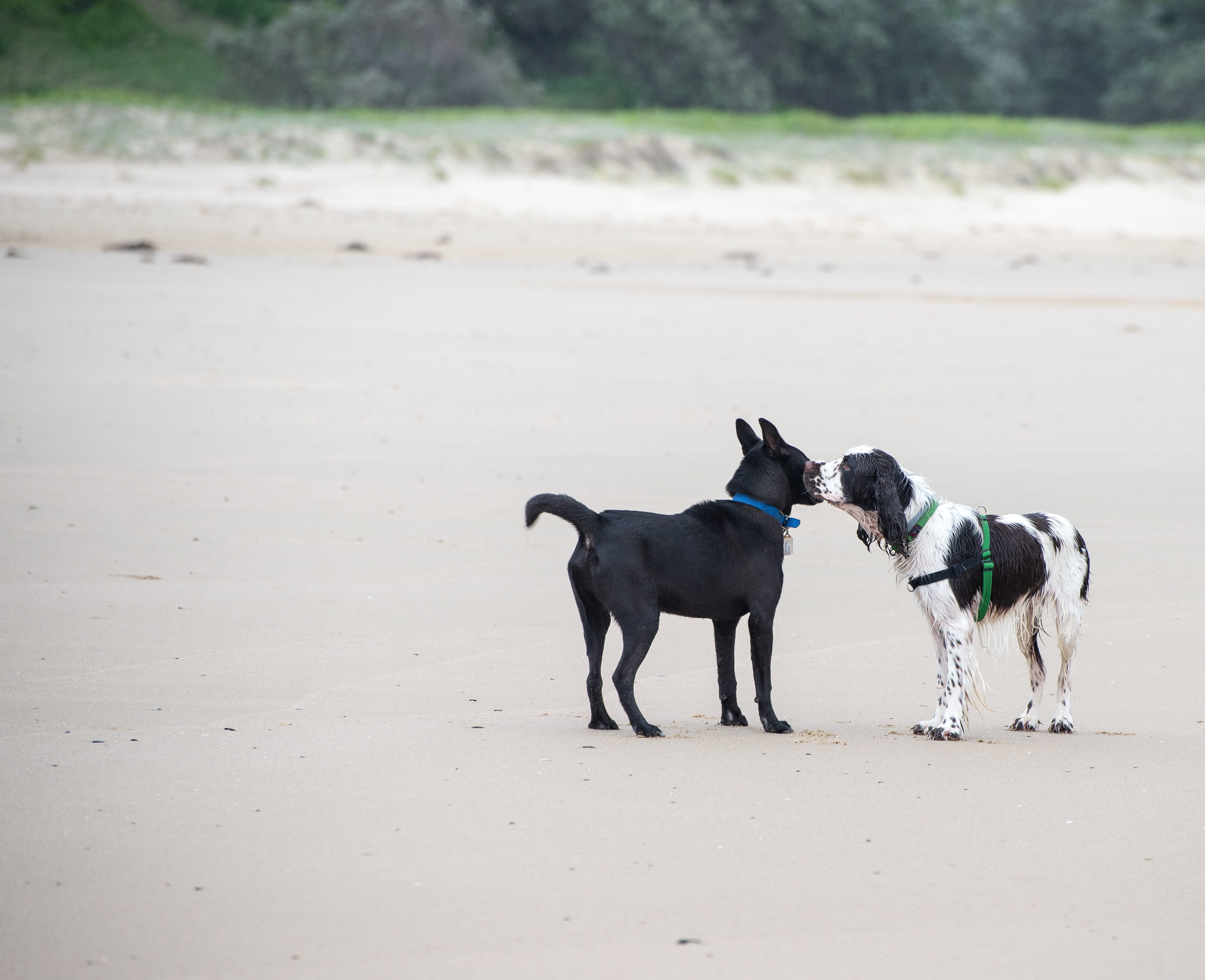 canine, land, animal themes, vertebrate, no people, sand, offlead, dog, day, domestic animals, dogs, kelpie, sea, springer, animal, mammal, group of animals, HD Wallpaper