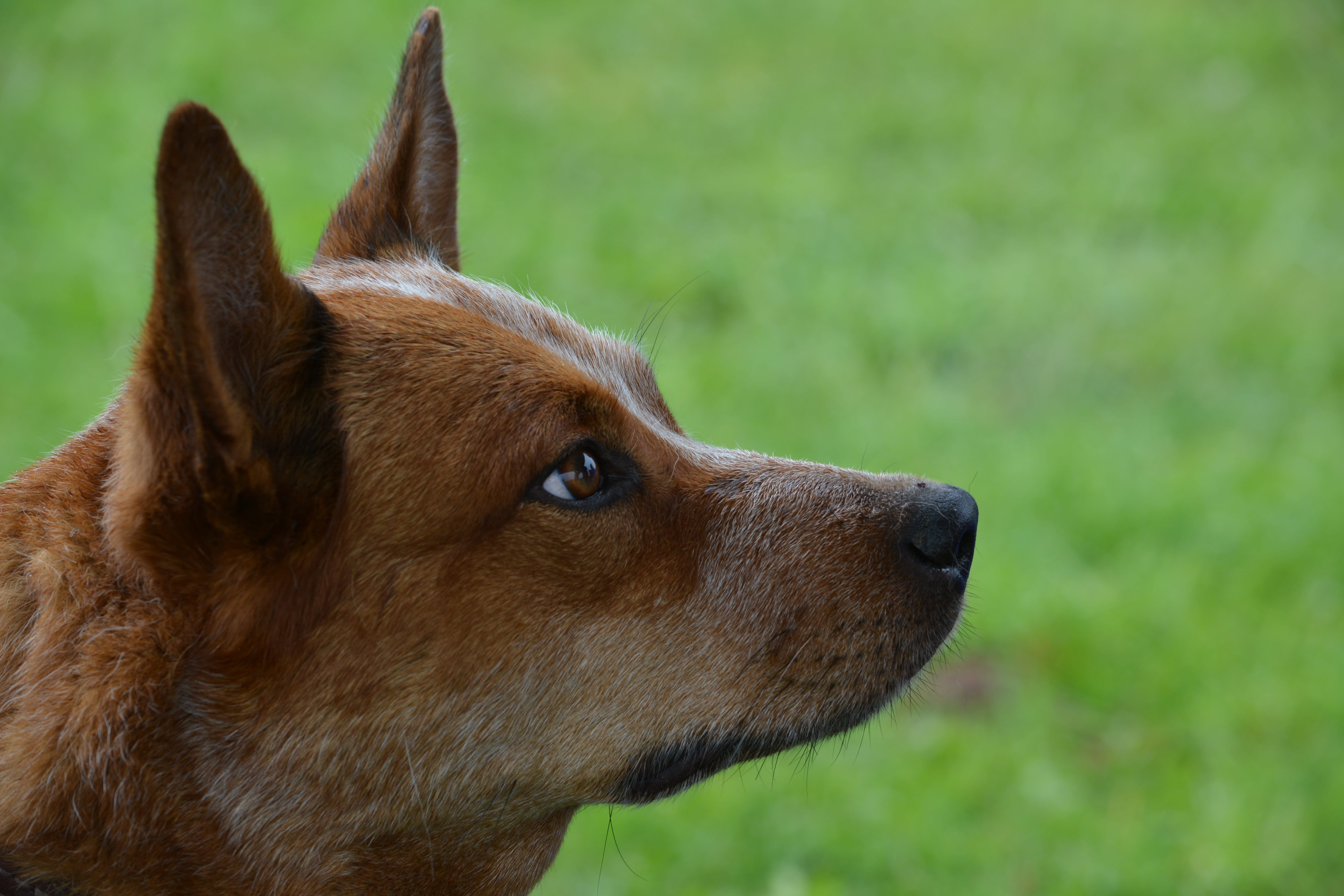 animal body part, looking away, focus on foreground, kelpie, animal, cute, dog, pet, puppy, australian cattle dog, pets, close-up, snout, mammal, purebred, HD Wallpaper