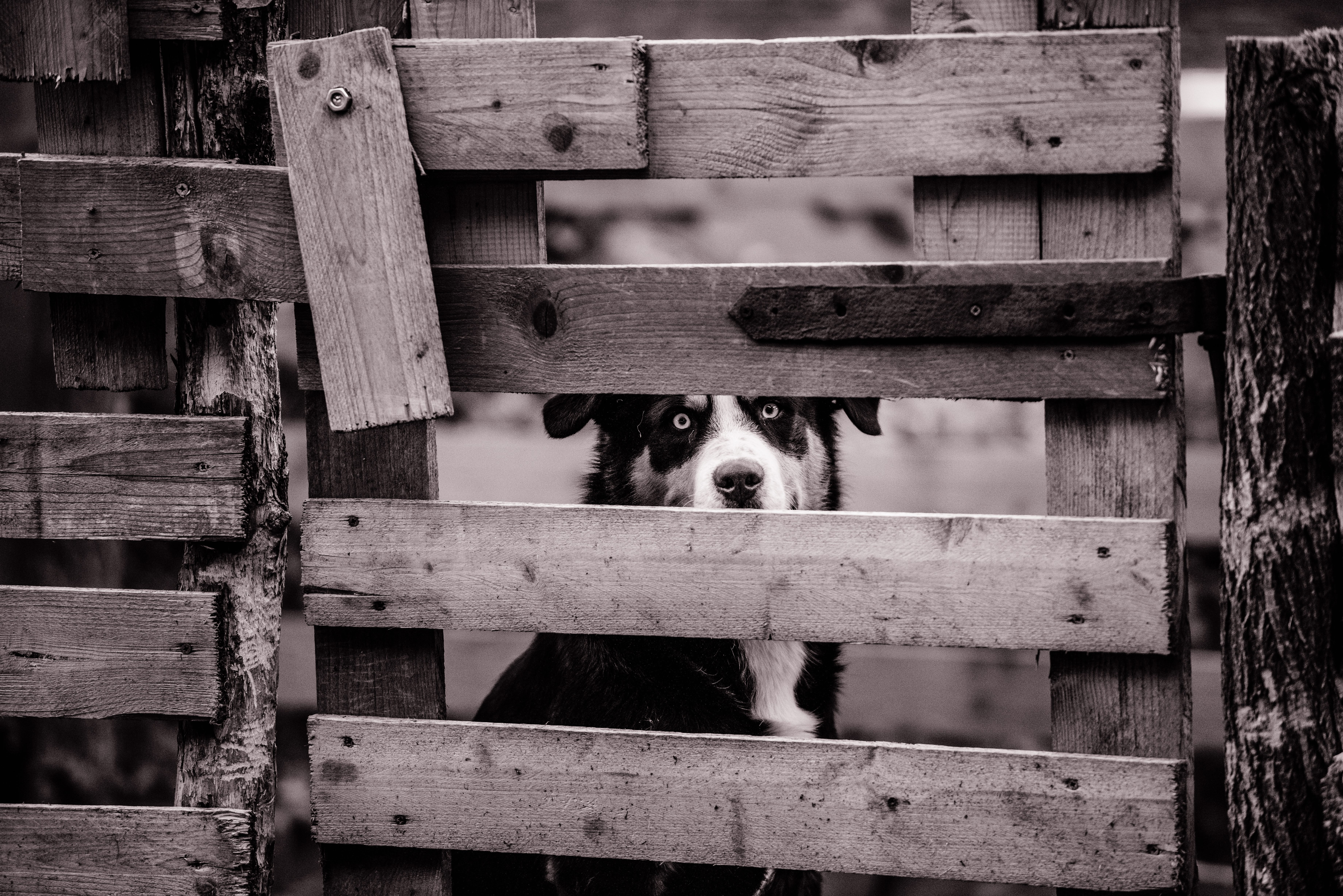 wood - material, one animal, blur, domestic animals, adult, canine, vertebrate, animal wildlife, monochrome, barrier, peeking, mammal, animal head, wooden, HD Wallpaper