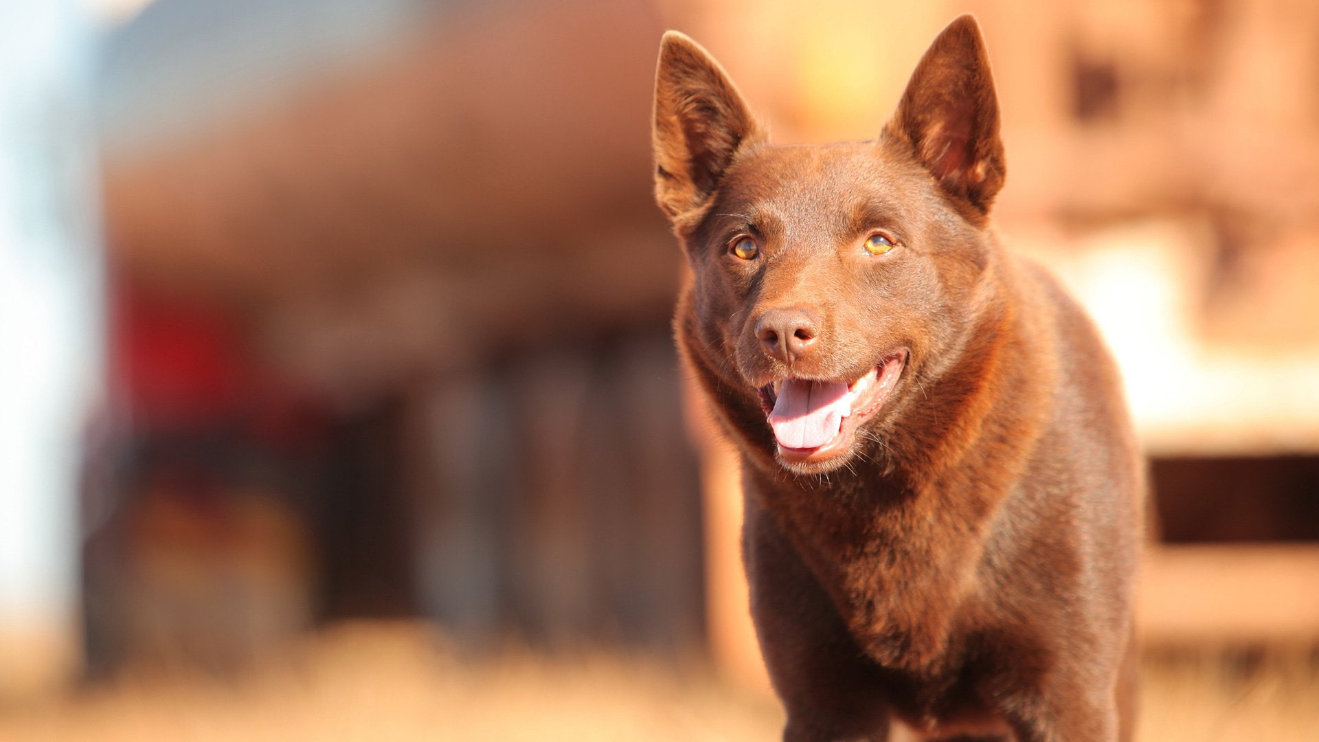 Kelpie, 1080P, Red Dog, Dog, Movie, Koko, HD Wallpaper