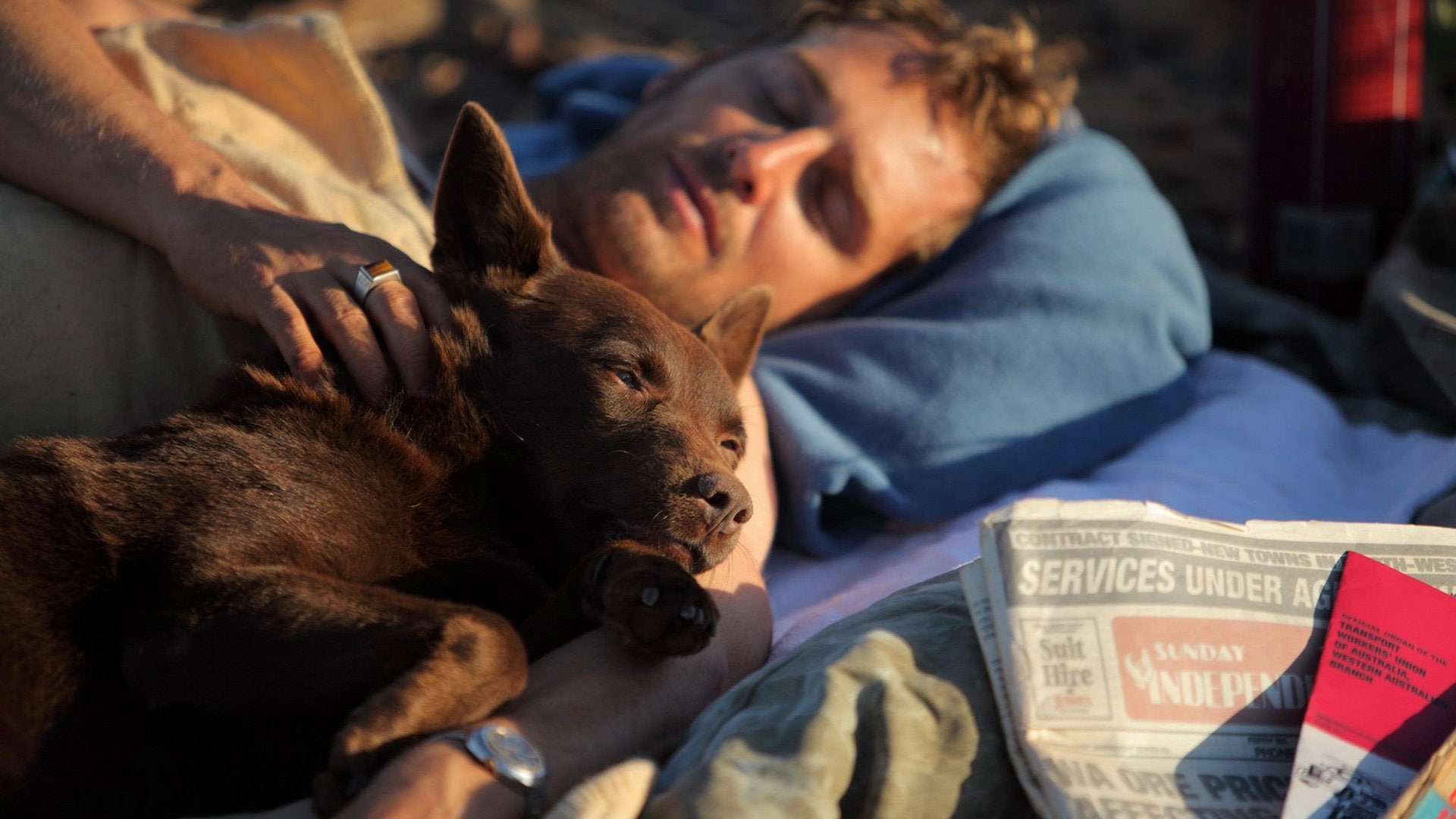 Koko, Kelpie, Dog, Movie, 1080P, Red Dog, HD Wallpaper