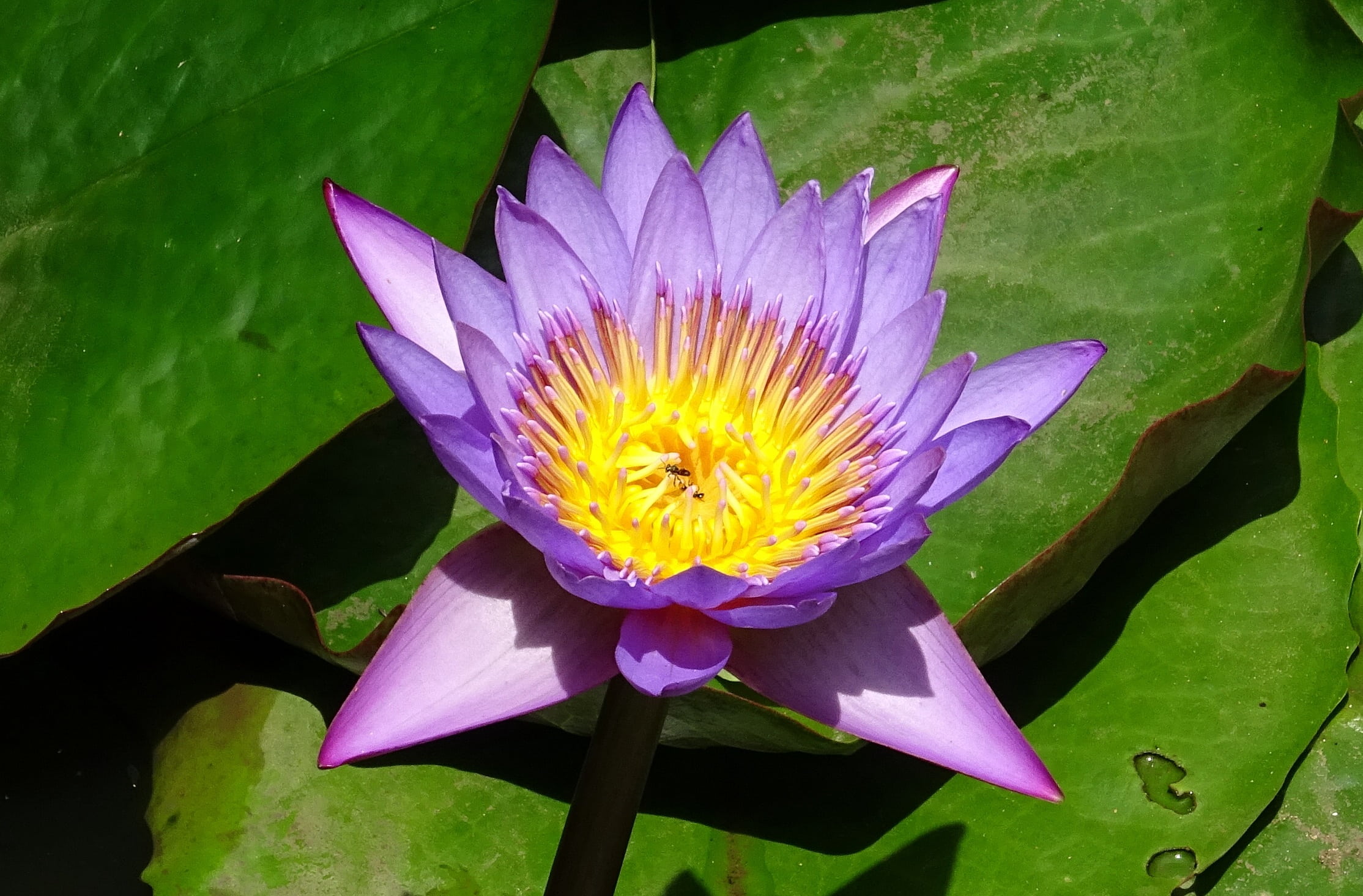 dharwad, flower, plant part, nymphaea tina, leaf, beauty in nature, neelkamal, flora, freshness, fragility, blossom, vulnerability, leaves, petal, nymphaea stellata, HD Wallpaper