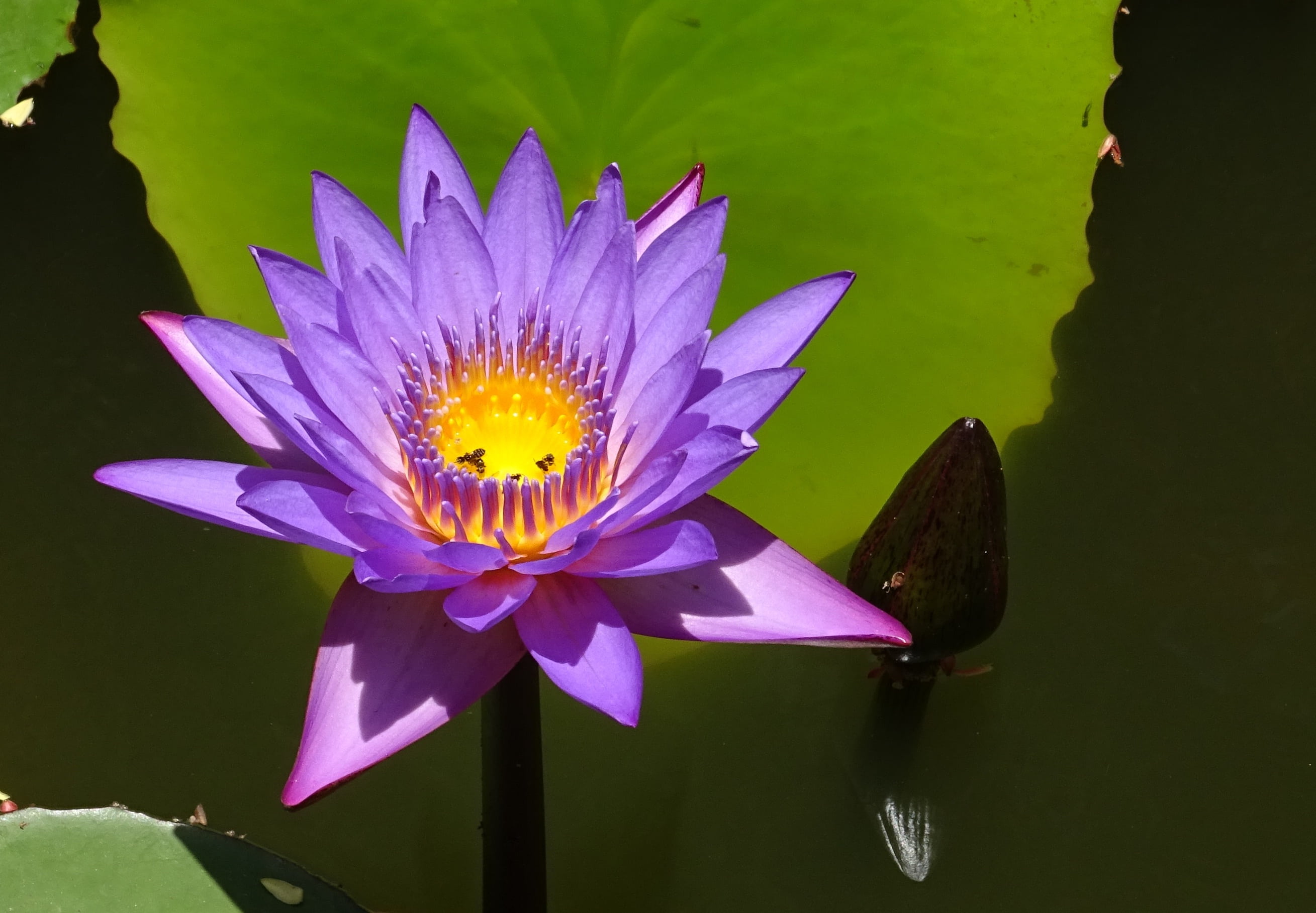 inflorescence, dharwad, close-up, karnataka, flower head, nymphaea edgeworthii, india, lotus water lily, oriental, plant, nymphaea stellata, flower, water lily, HD Wallpaper