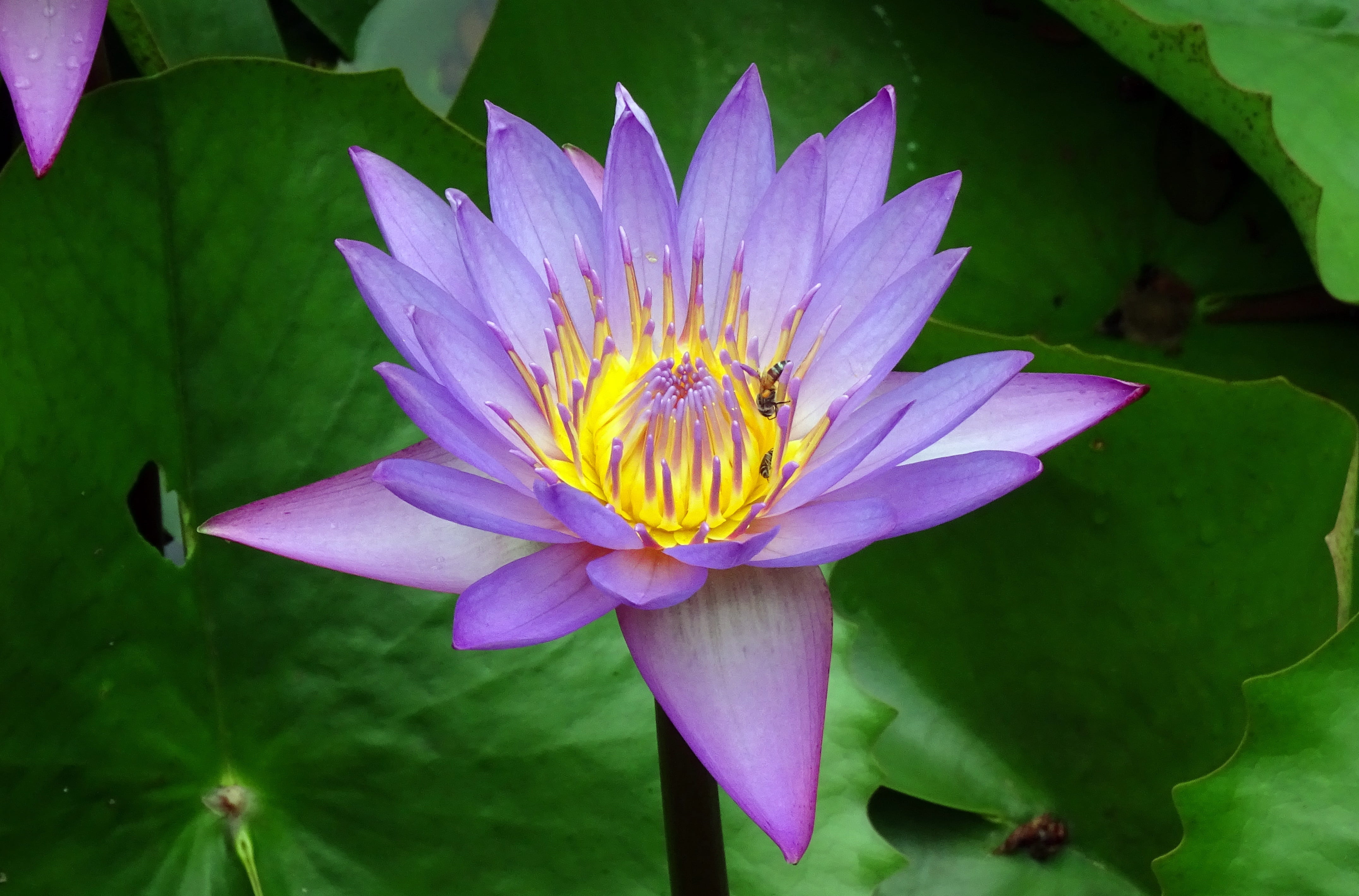 nature, day-blooming, viviparous, pink color, bloom, no people, fragility, nymphaea tina, inflorescence, flora, plant part, lily, leaf, plant, nymphaeaceae, HD Wallpaper
