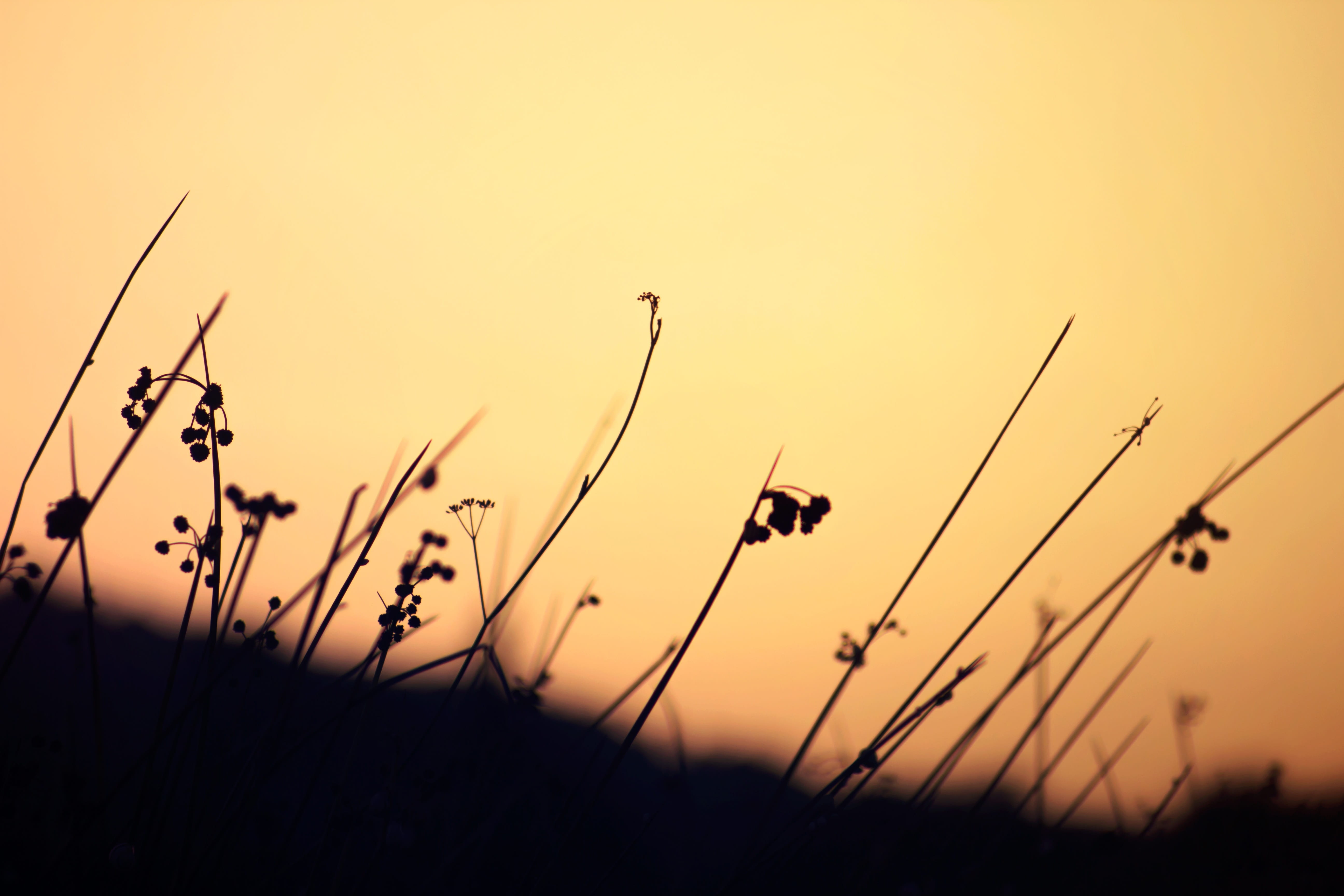 animal wildlife, no people, invertebrate, vertebrate, plant, garden, sunshine, animal themes, silhouette, orange color, yellow, sunset, focus on foreground, HD Wallpaper