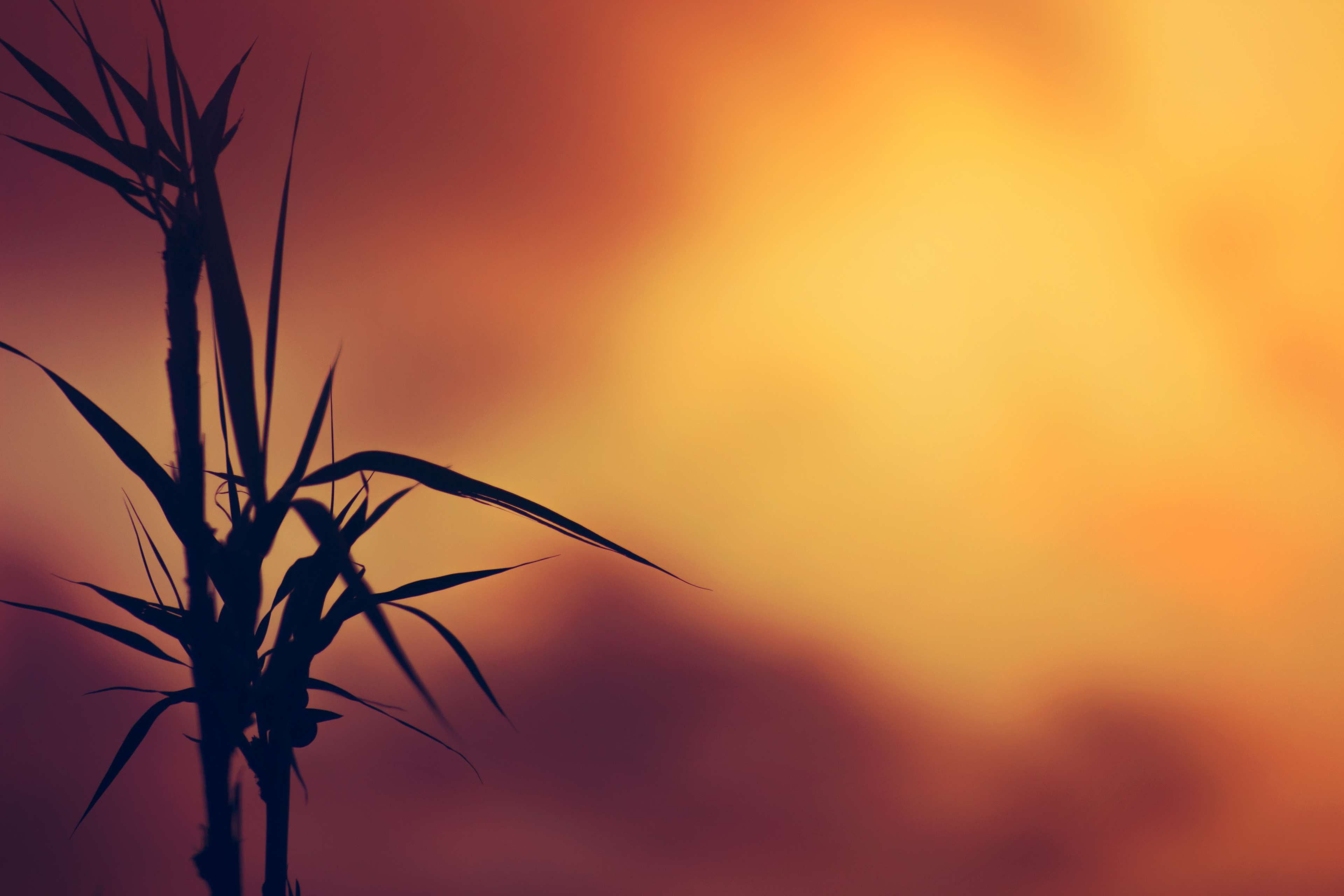 nature, sky, silhouette, tranquility, beauty in nature, close-up, focus on foreground, growth, scenics - nature, orange color, tree, natural, sun, sunfall, HD Wallpaper