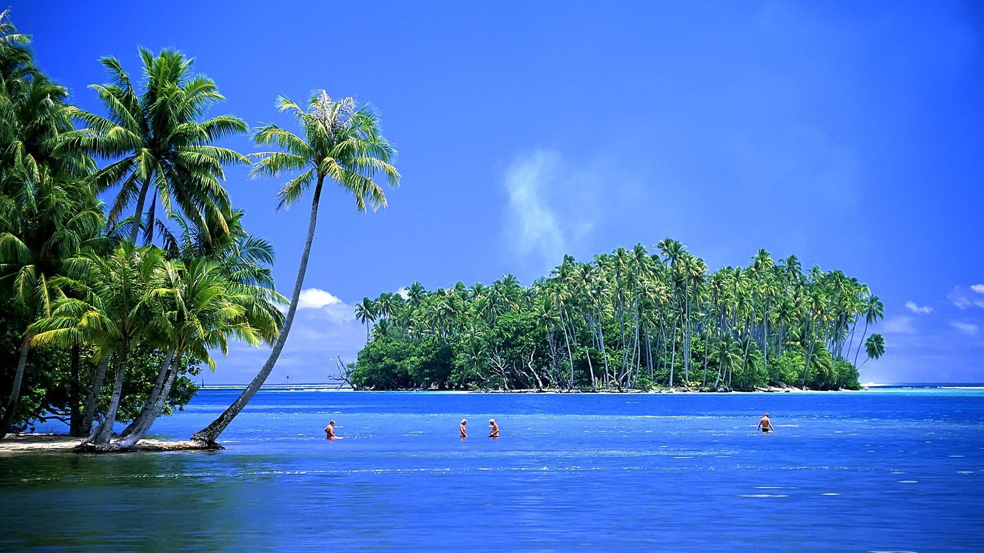 beauty in nature, water, plant, ocean, land, coconut palm tree, outdoors, scenics - nature, animals in the wild, tropical climate, animal themes, 1080P, HD Wallpaper