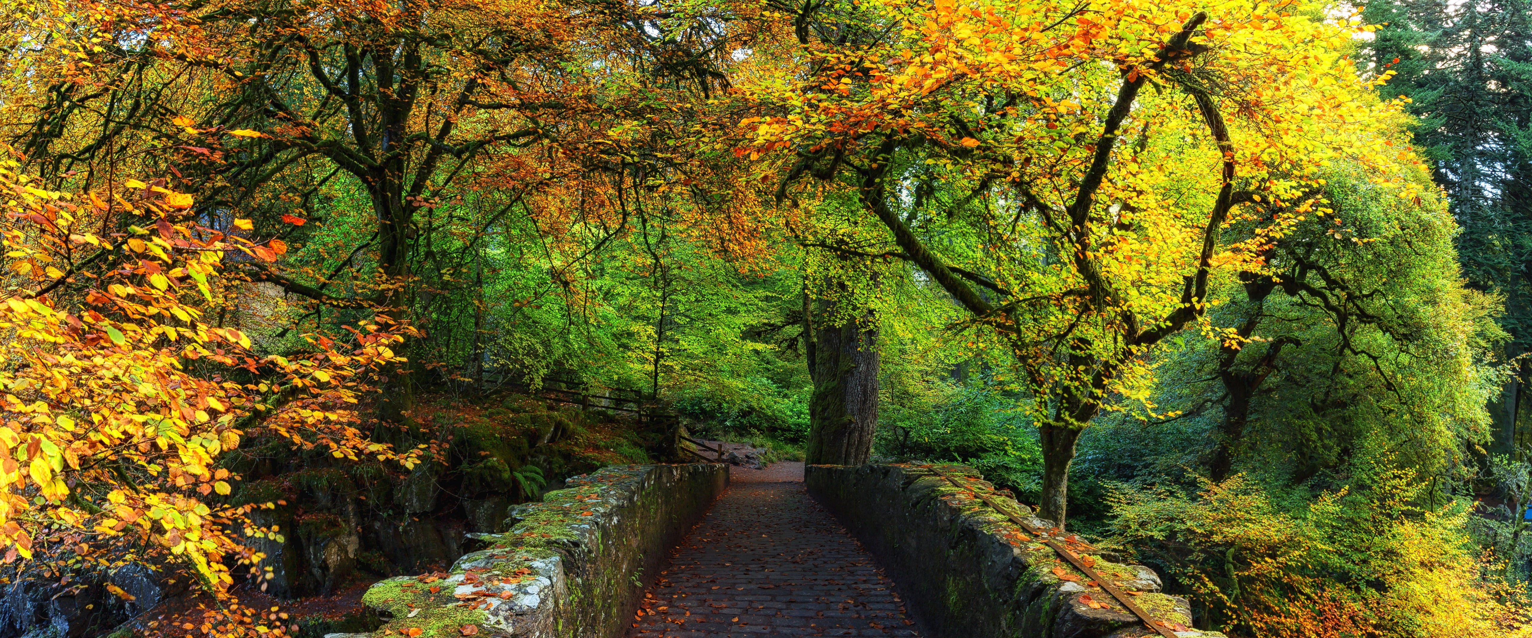 beauty in nature, tree canopy, Scenery, land, photo, Braan, Colours, Scotland, scenics - nature, growth, Travel, perthshire, Beautiful, Outdoor, Dunkeld, HD Wallpaper
