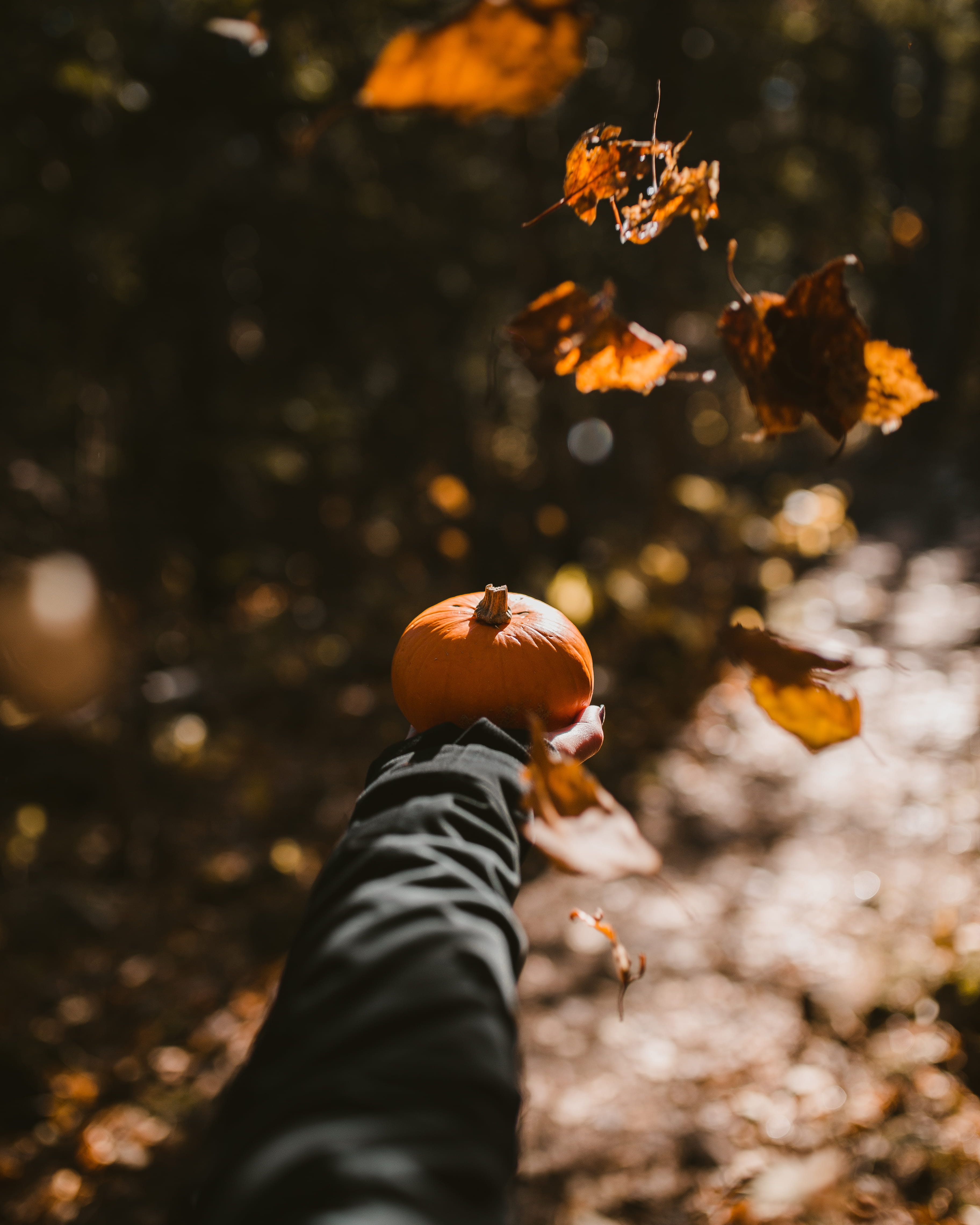 35mm, orange color, personal perspective, real people, bright, 4K, holding, nature, focus on foreground, day, orange, human hand, plant part, leaves, plant, Phone HD Wallpaper