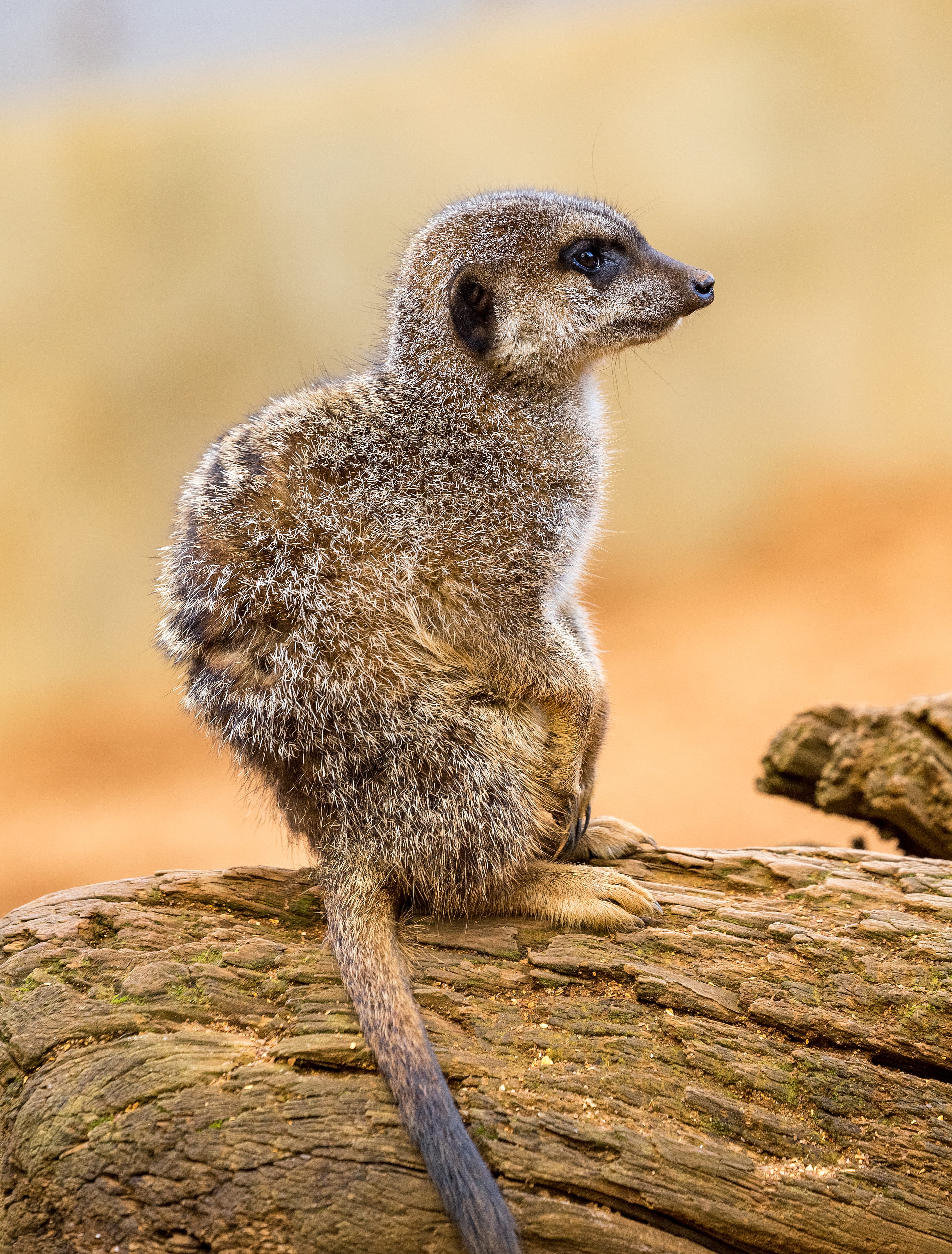 focus on foreground, wood, zoo, wood - material, meerkat, 4K, brown, nature, wooden, trunk, mammal, looking away, looking, desert animal, day, zoom, sitting, Phone HD Wallpaper