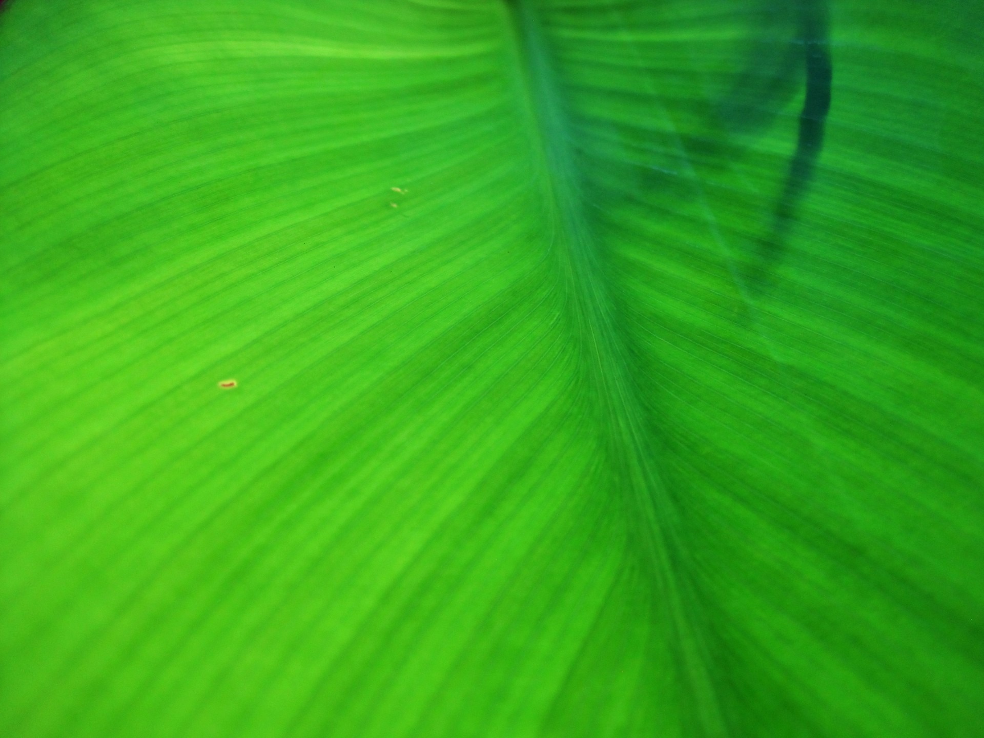 ipomoea nil, freshness, leaf, abstract backgrounds, growth, no people, close-up, heart shaped, vegetation, abstract, outdoors, horticulture, macro, beauty in nature, HD Wallpaper