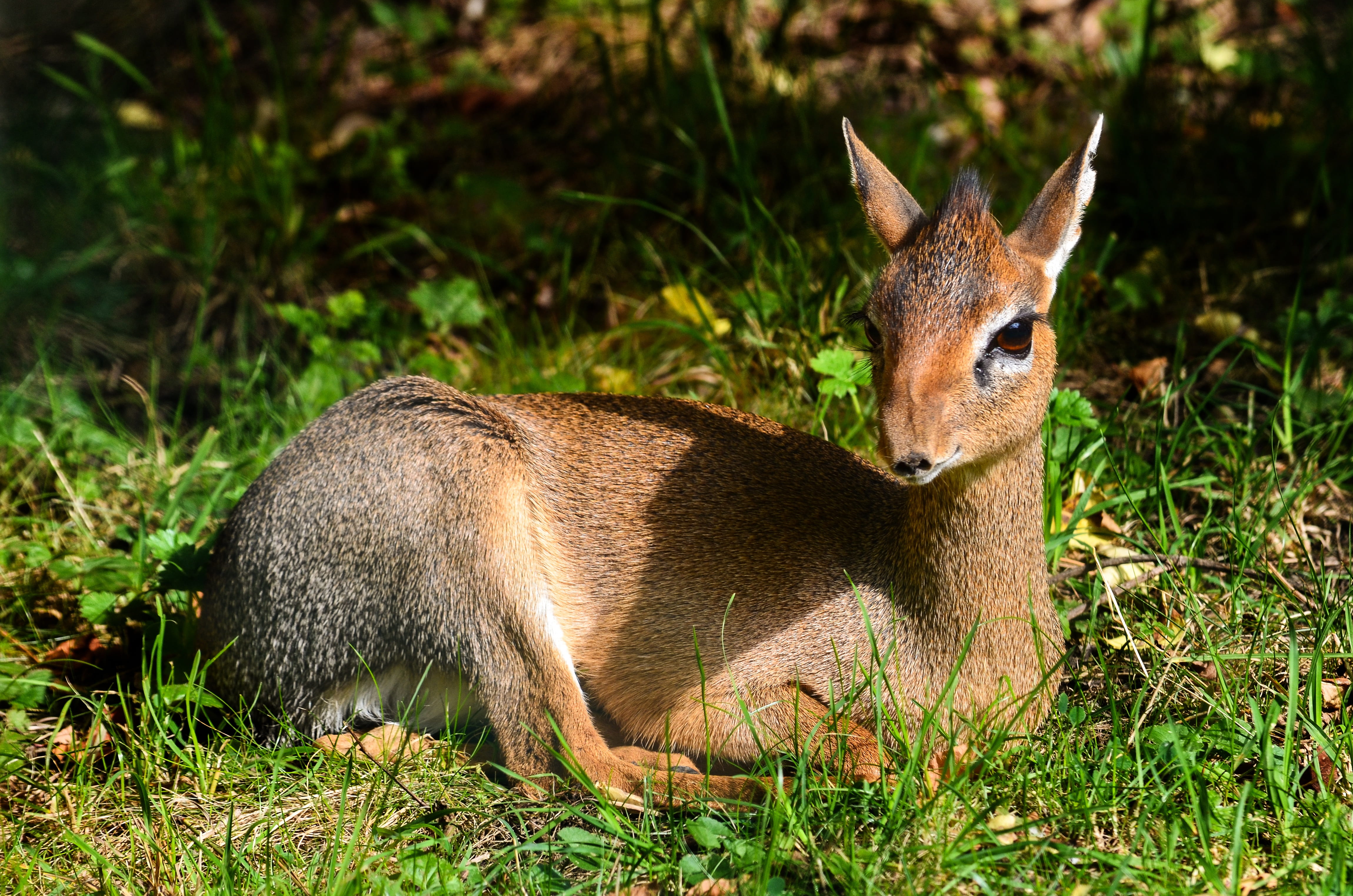 portrait, east africa, vertebrate, small, africa, one animal, kirk-dikdik, mammal, close-up, day, focus, antelope, focus on foreground, animal world, shallow, HD Wallpaper