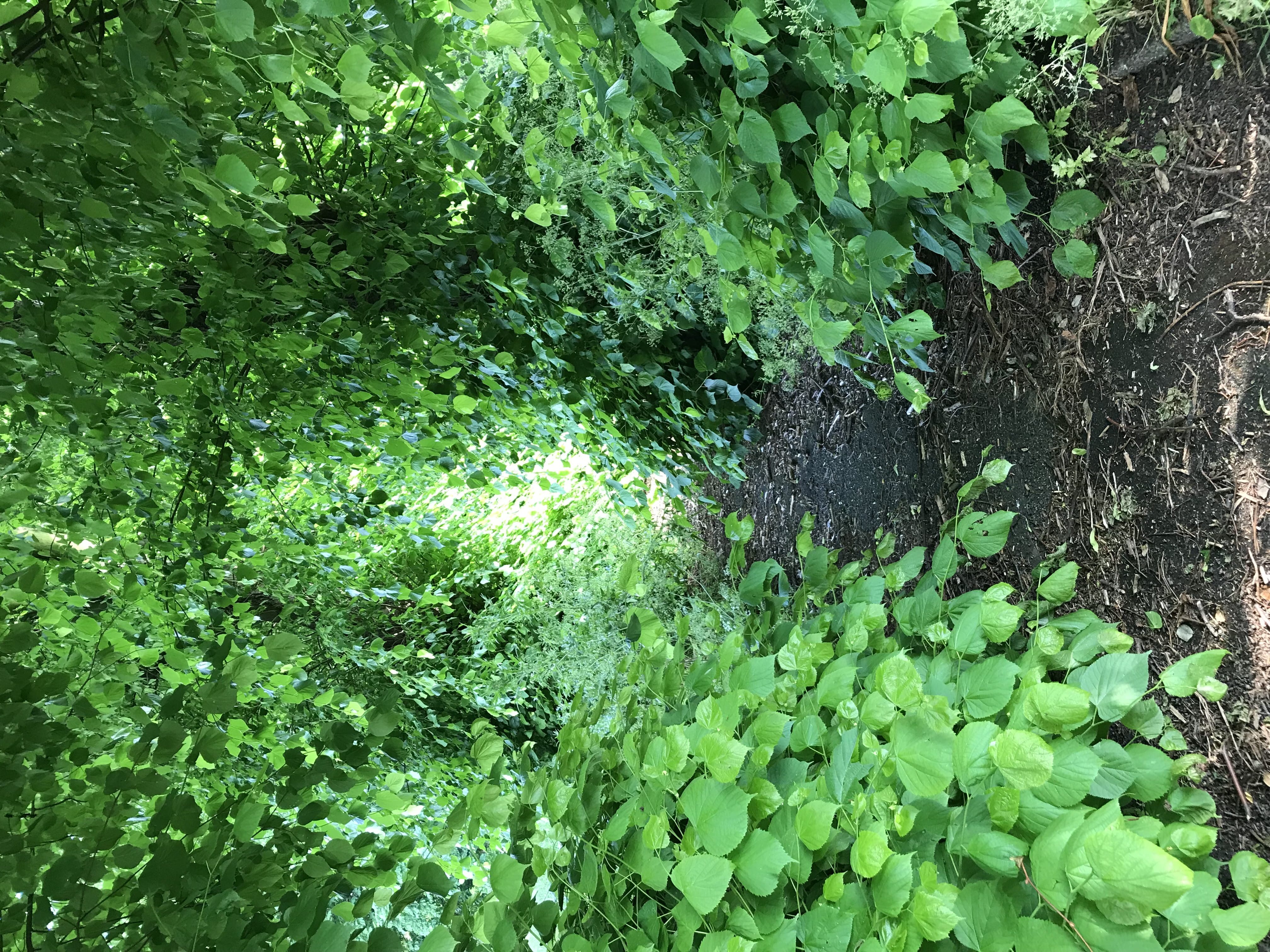 london, wet, nature, beauty in nature, plant part, united kingdom, 4K, high angle view, leaf, tranquility, close-up, day, outdoors, water, growth, no people, HD Wallpaper
