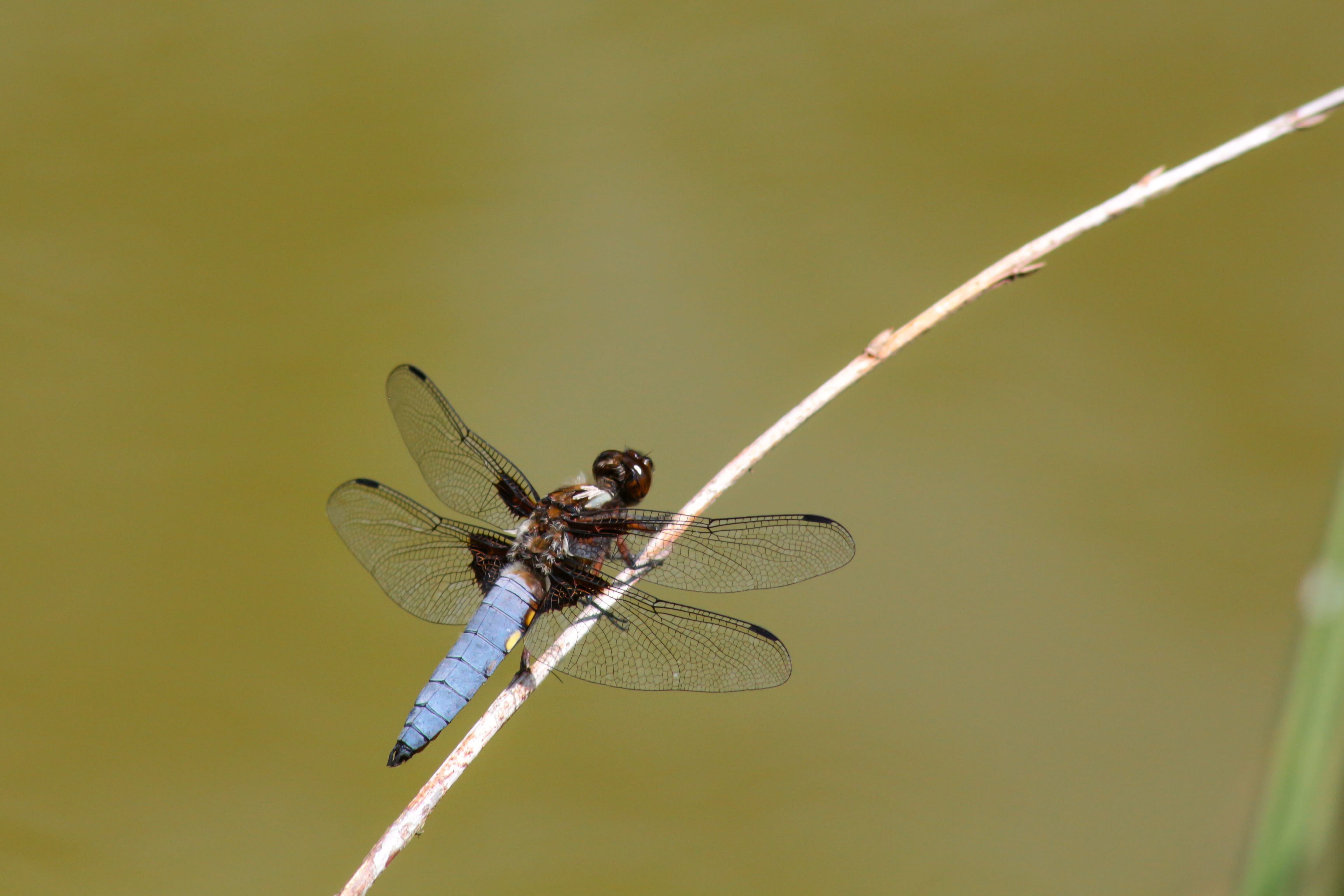 animal, beauty in nature, close-up, animal wing, 4K, natural condition, flight insect, animal eye, blue dragonfly, animal body part, dragonfly, animals in the wild, HD Wallpaper