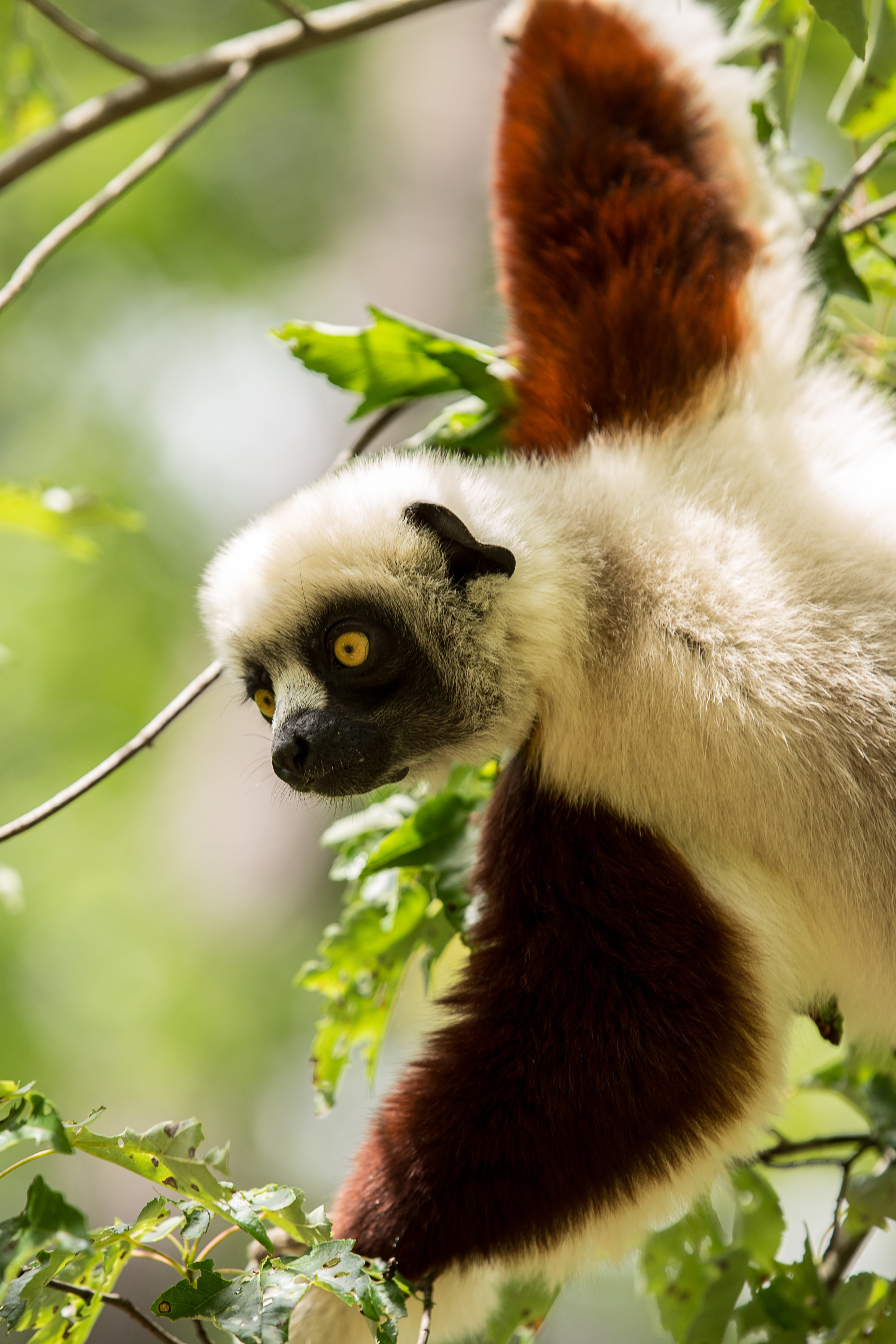 one animal, propitheus, lemur, north carolina, close-up, animal themes, wildlife, duke lemur center, focus on foreground, animal wildlife, day, 5K, leaf, Phone HD Wallpaper