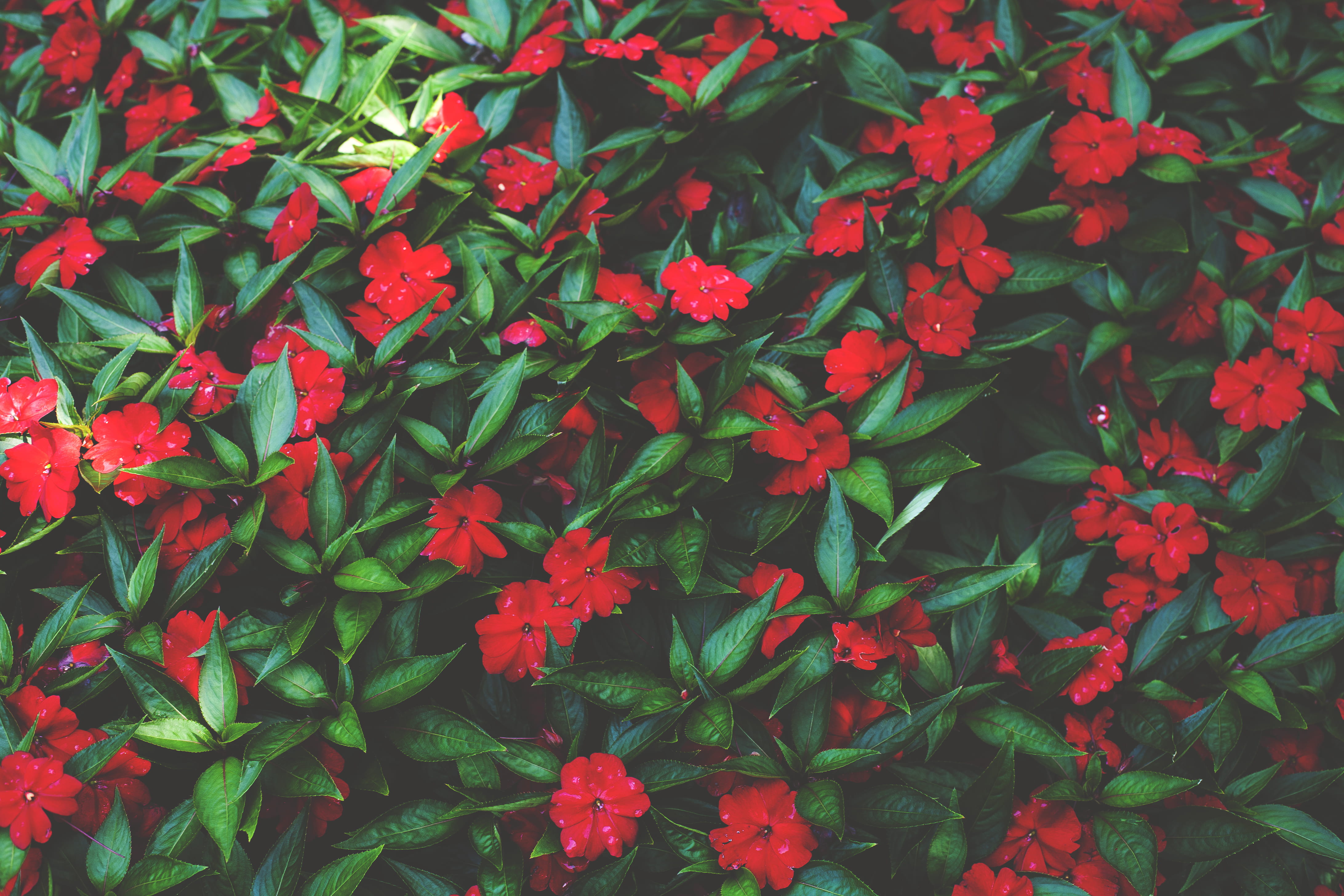 environmental, plant part, view, explore, flower head, natural, flower, outdoor, united states of america, backgrounds, sarah p. duke gardens, green color, HD Wallpaper
