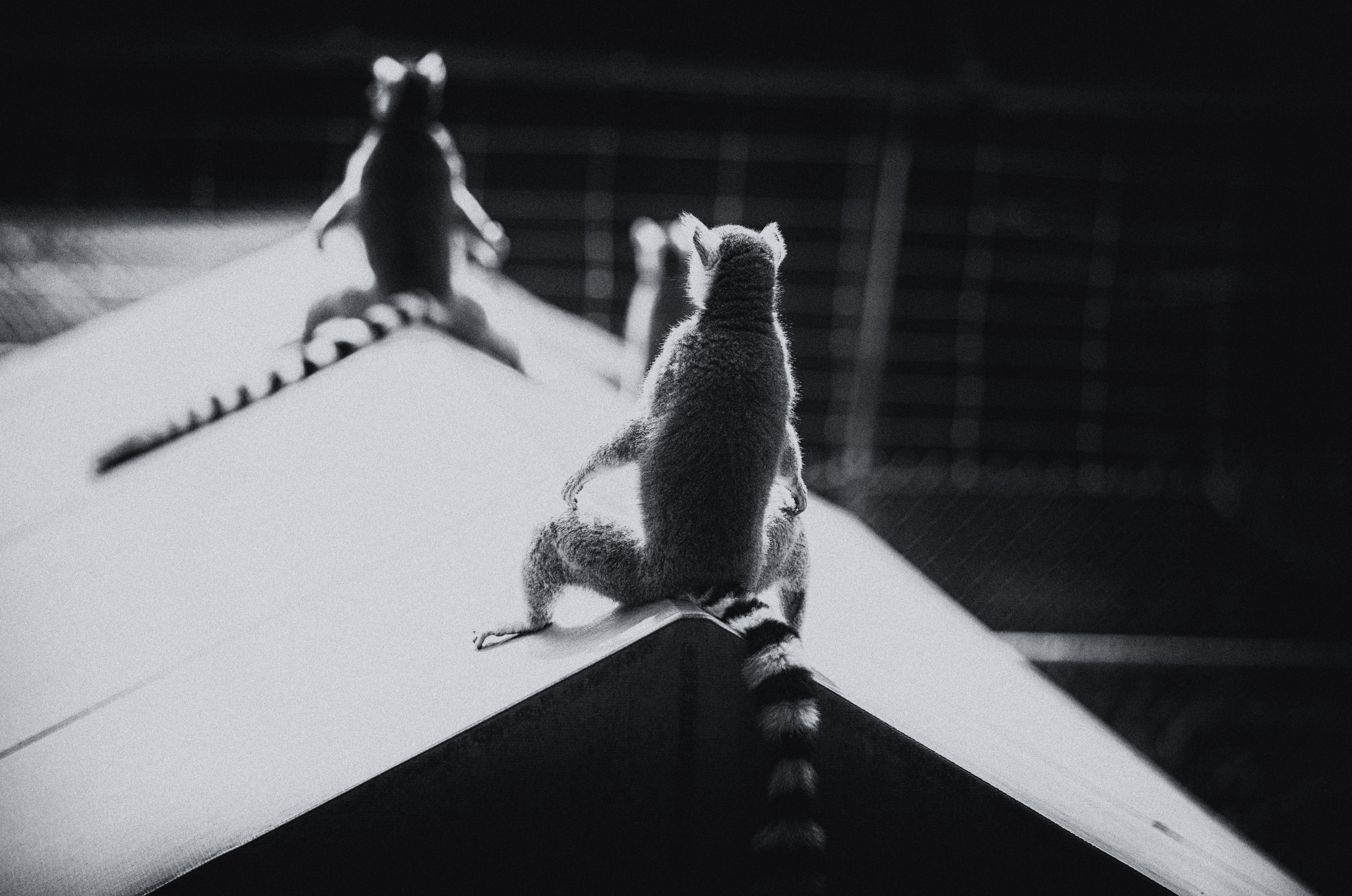 day, morning sun, shadow, rooftop, mammal, focus on foreground, durham nc, 5K, animal wildlife, no people, one animal, full length, vertebrate, duke lemur center, HD Wallpaper