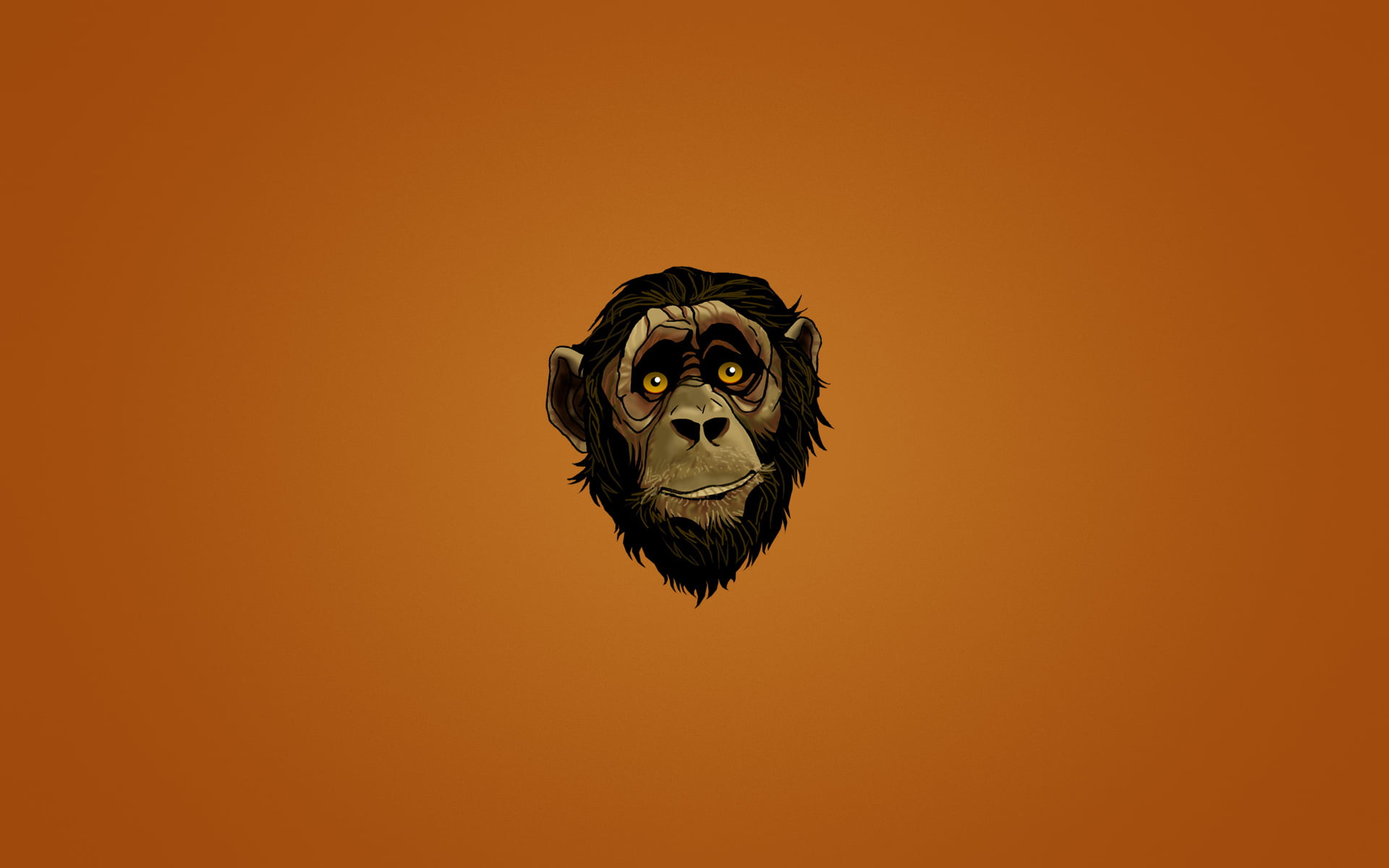 monkey, animal body part, no people, studio shot, animal wildlife, mammal, vertebrate, indoors, portrait, animal head, one animal, copy space, HD Wallpaper