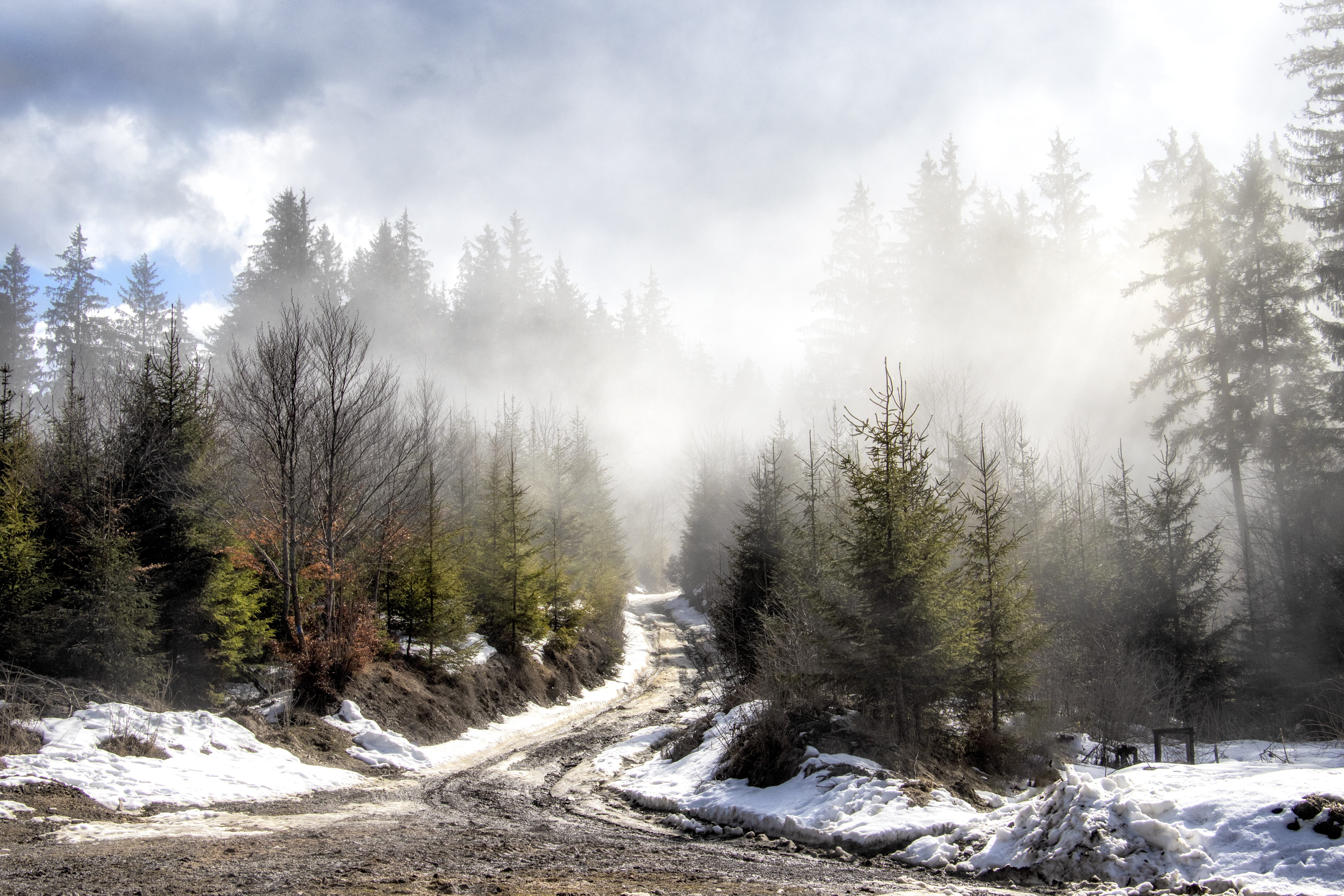 non-urban scene, mood, forest, snowy, nature, tranquility, pine tree, transylvania, land, day, misty, cold temperature, fog, snow, high mountains, tranquil scene, HD Wallpaper