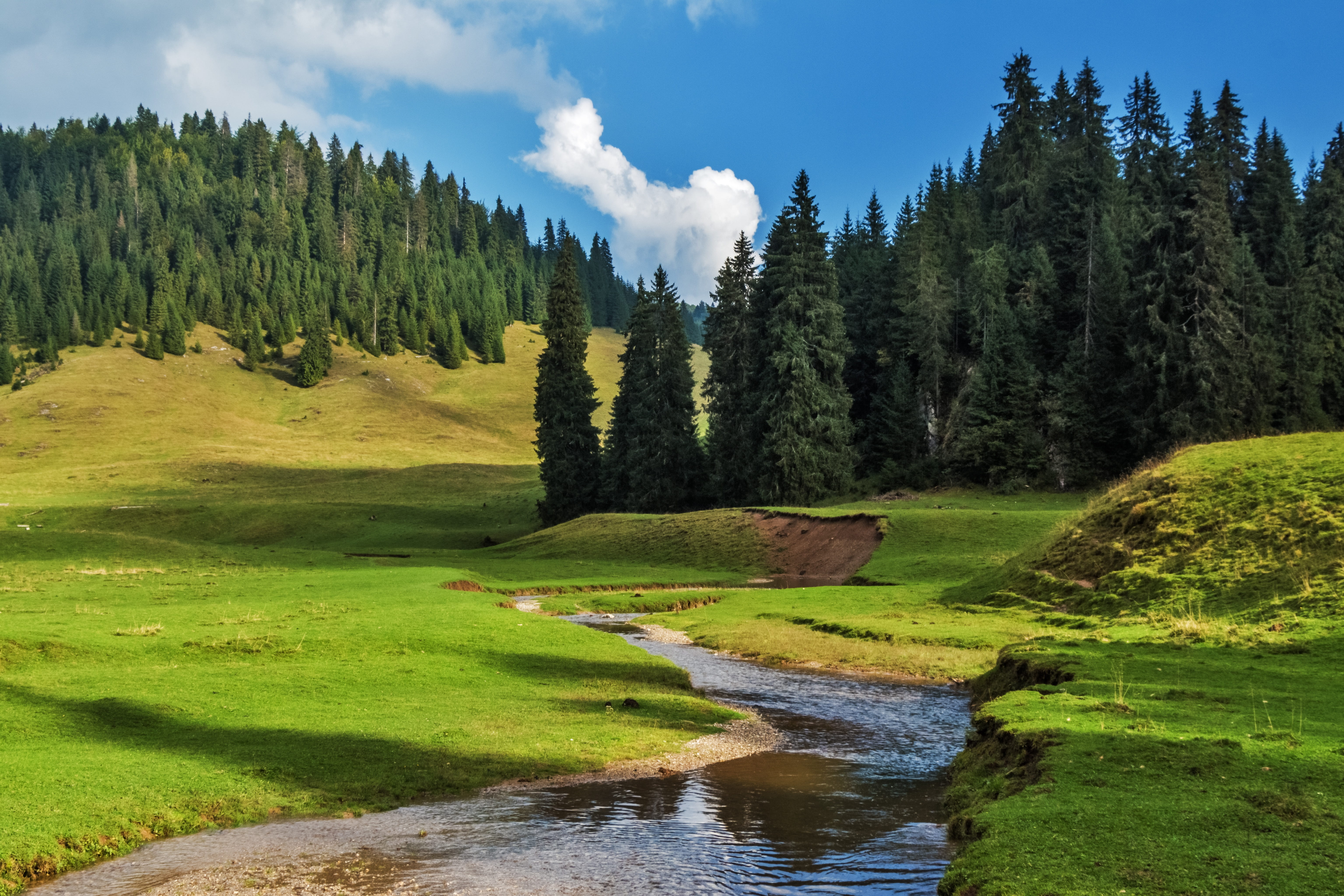 cloud - sky, 5K, woodland, rumania, coniferous tree, field, beauty in nature, sky, forest, land, nature, non-urban scene, stream - flowing water, plant, HD Wallpaper
