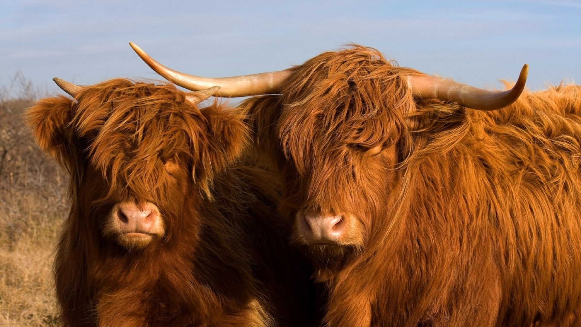 day, cattle, animal family, no people, pets, group of animals, animal hair, animal, herbivorous, vertebrate, outdoors, nature, horned, animal themes, 1080P, HD Wallpaper