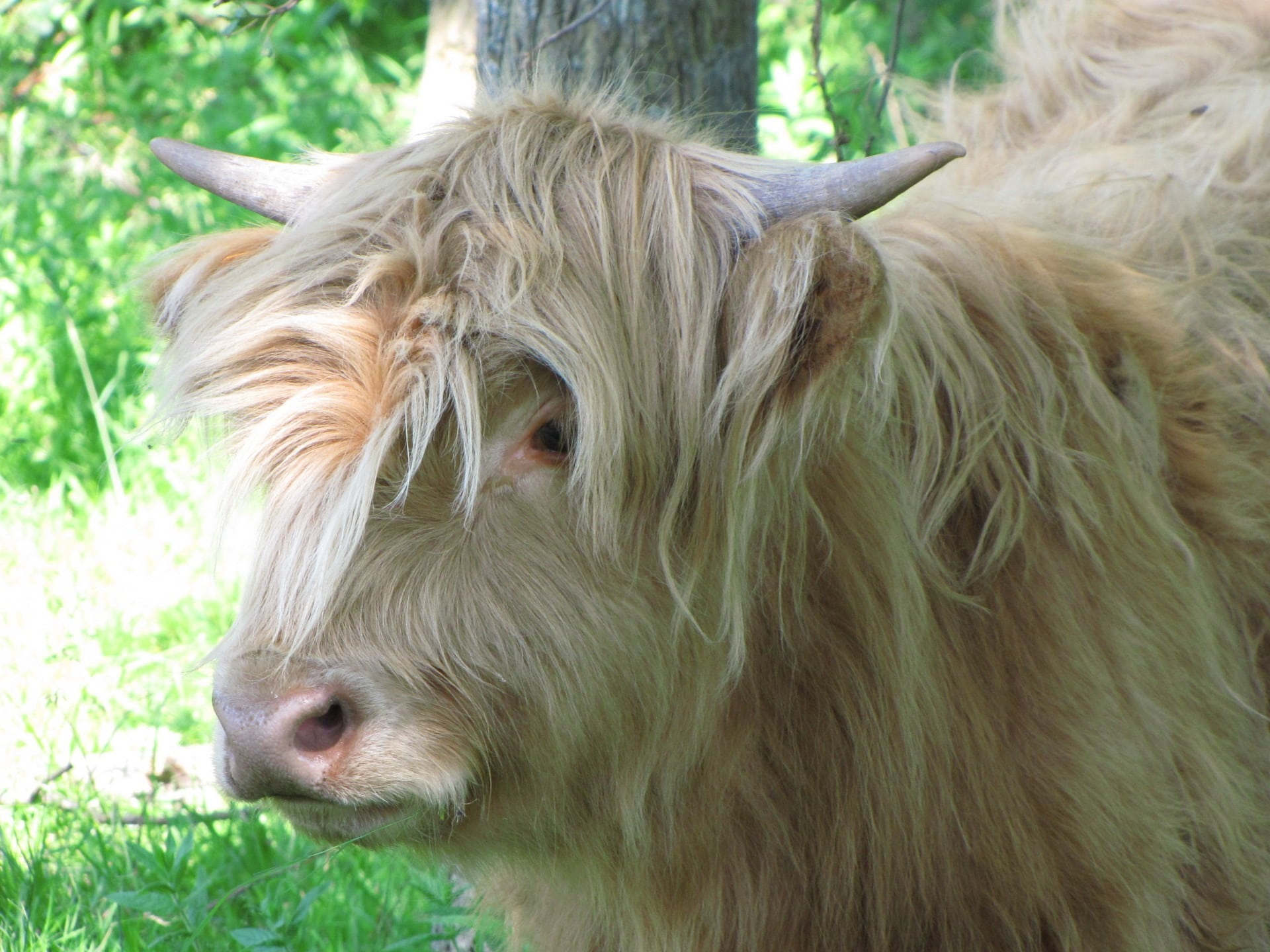 mammal, domestic animals, animal themes, rural Scene, one animal, 1080P, highland cattle, outdoors, domestic, cow, grass, vertebrate, nature, bull, close-up, HD Wallpaper