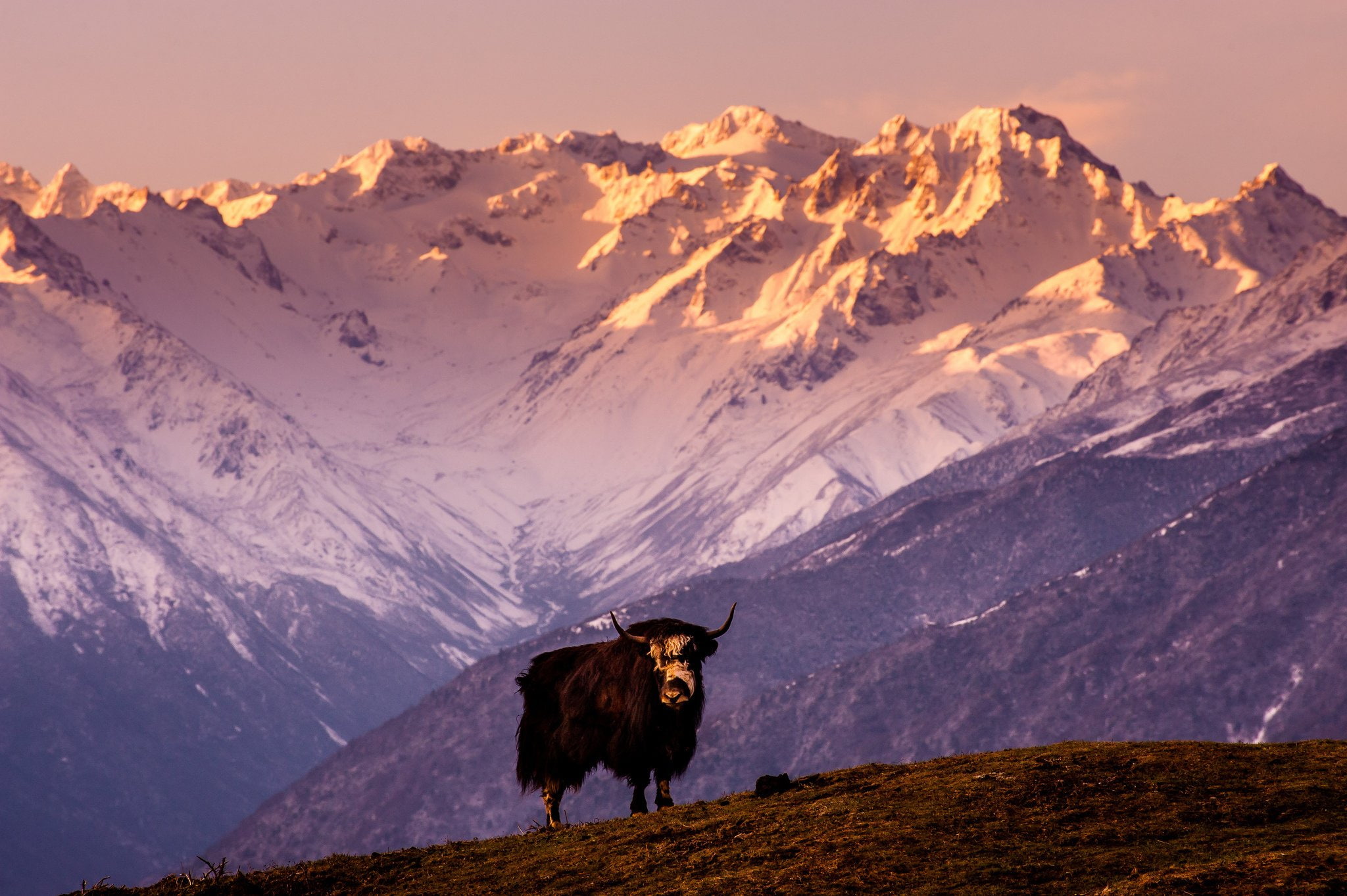 bull, china, cow, 1080P, mountain, tibet, yak, HD Wallpaper