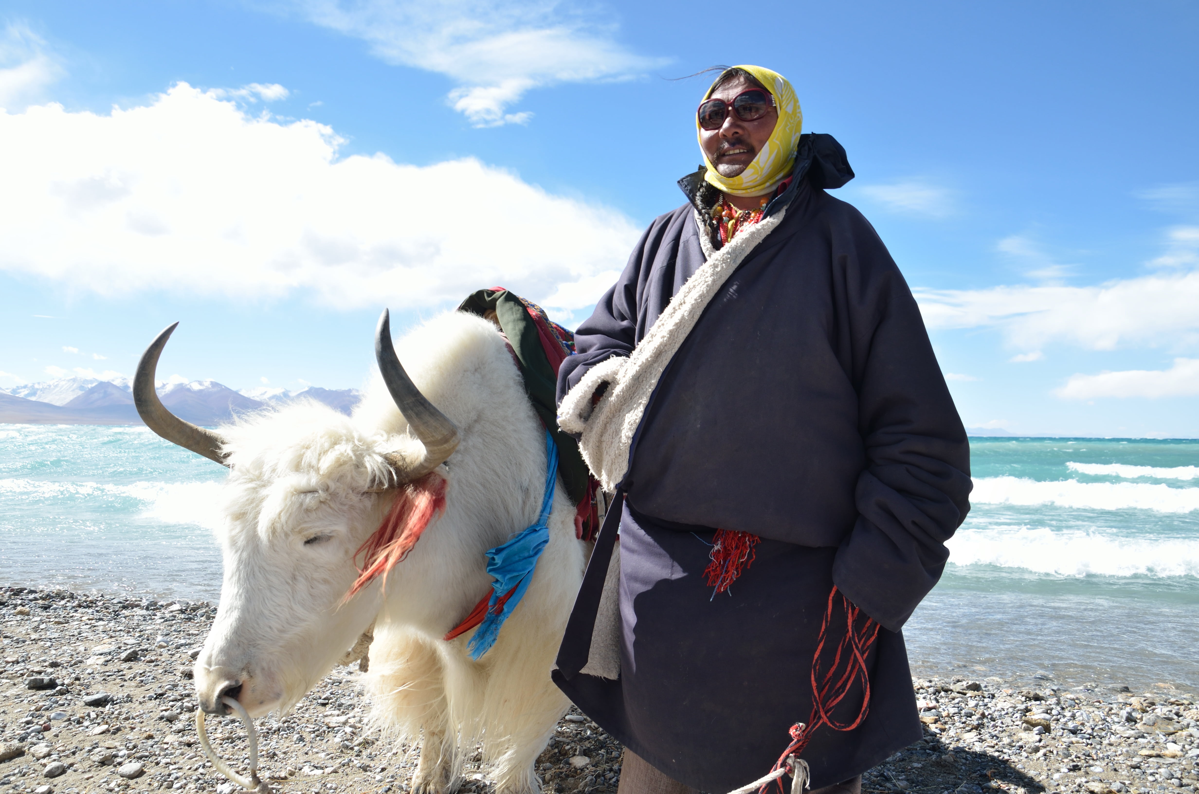 cattle, outdoors, blue sky and white clouds, sea, pets, tibet, white, domestic, daytime, lake, yak, canine, near, woman, pet owner, domestic animals, clothing, HD Wallpaper