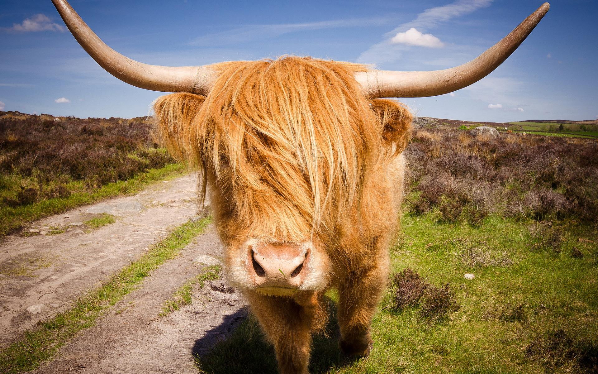 yak, animals, bull, 1920x1200, brown, 1080P, HD Wallpaper
