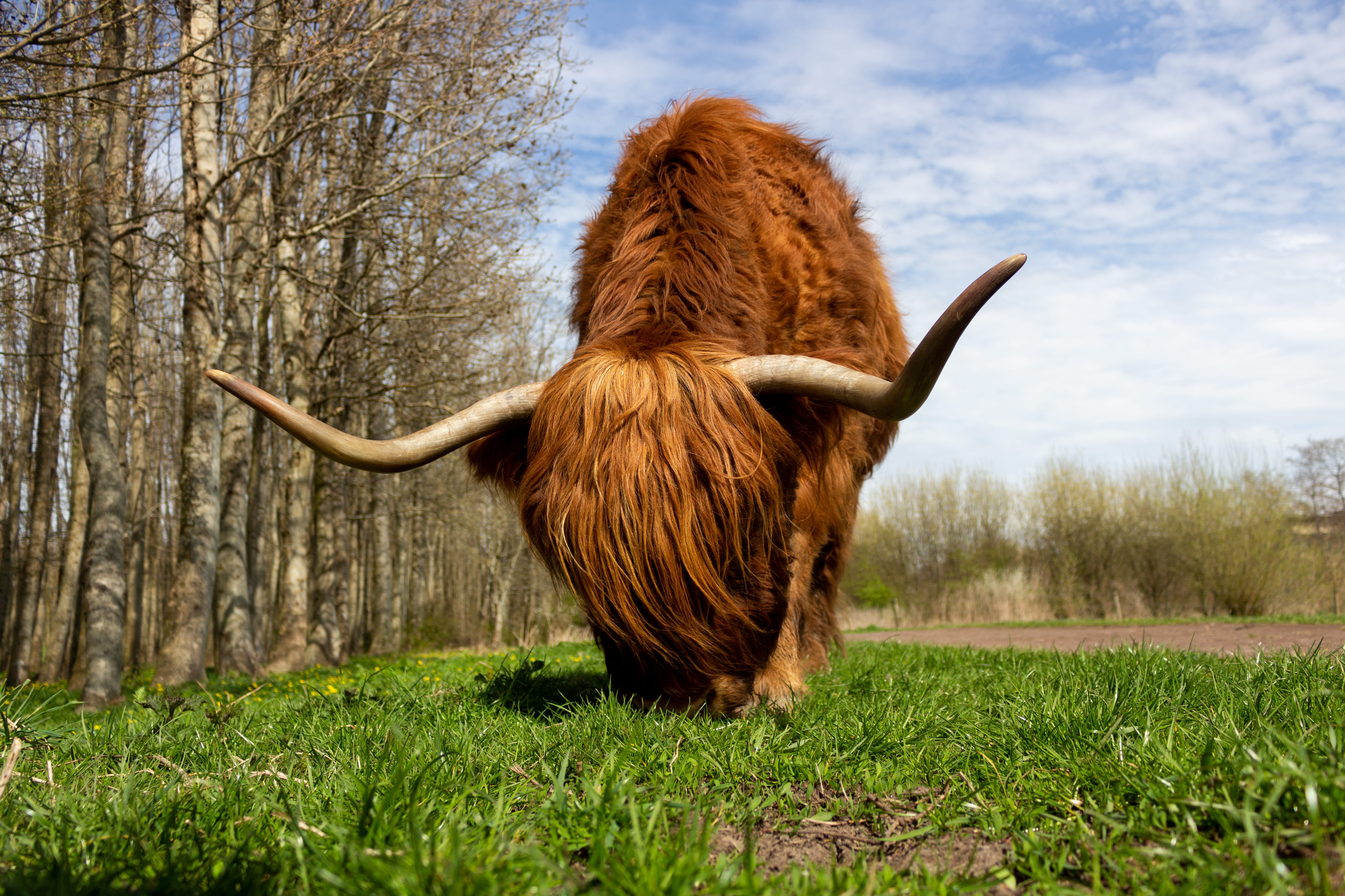 hairy, herbivorous, pasture, fall, landscape, vertebrate, one animal, mammal, animal head, park, brown, environment, netherlands, animal, highland cattle, HD Wallpaper
