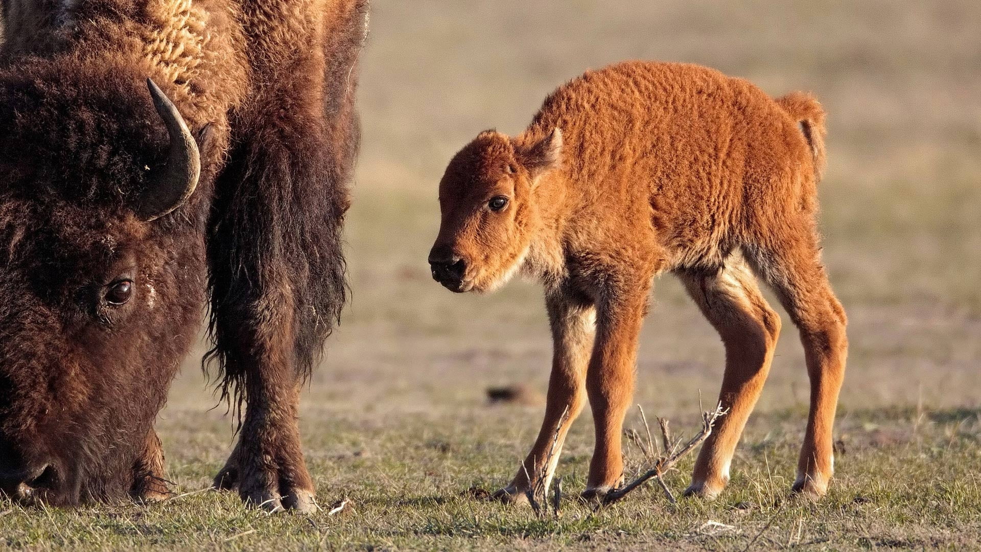 sheep, baby, calf, two animals, day, field, grazing, animals In The Wild, horn, no people, land, livestock, nature, american Bison, animal, animal wildlife, HD Wallpaper