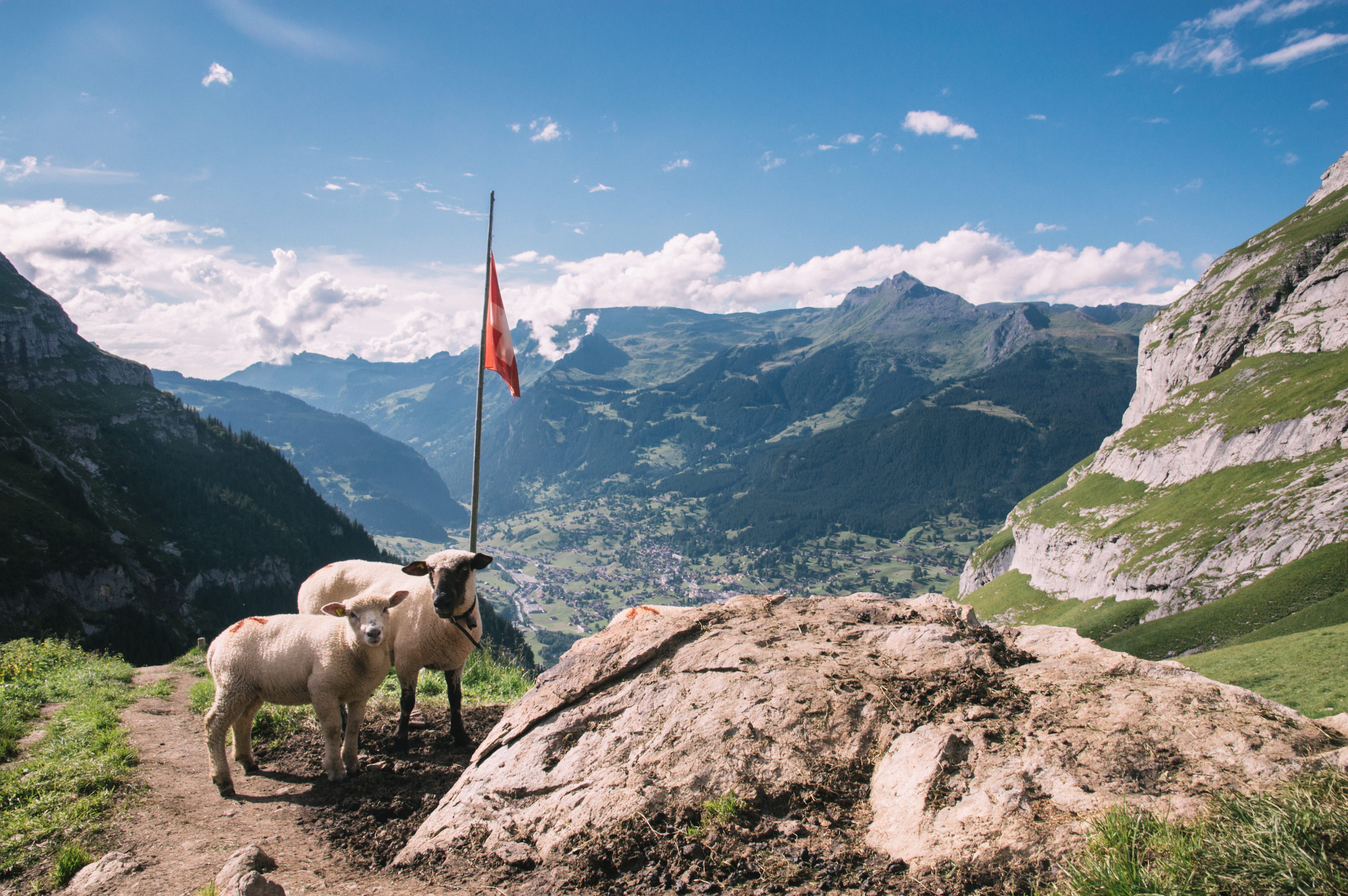 formation, animal, domestic, pets, clouds, day, scenics - nature, grindelwald, herbivorous, domestic animals, nature, beauty in nature, mountain range, HD Wallpaper