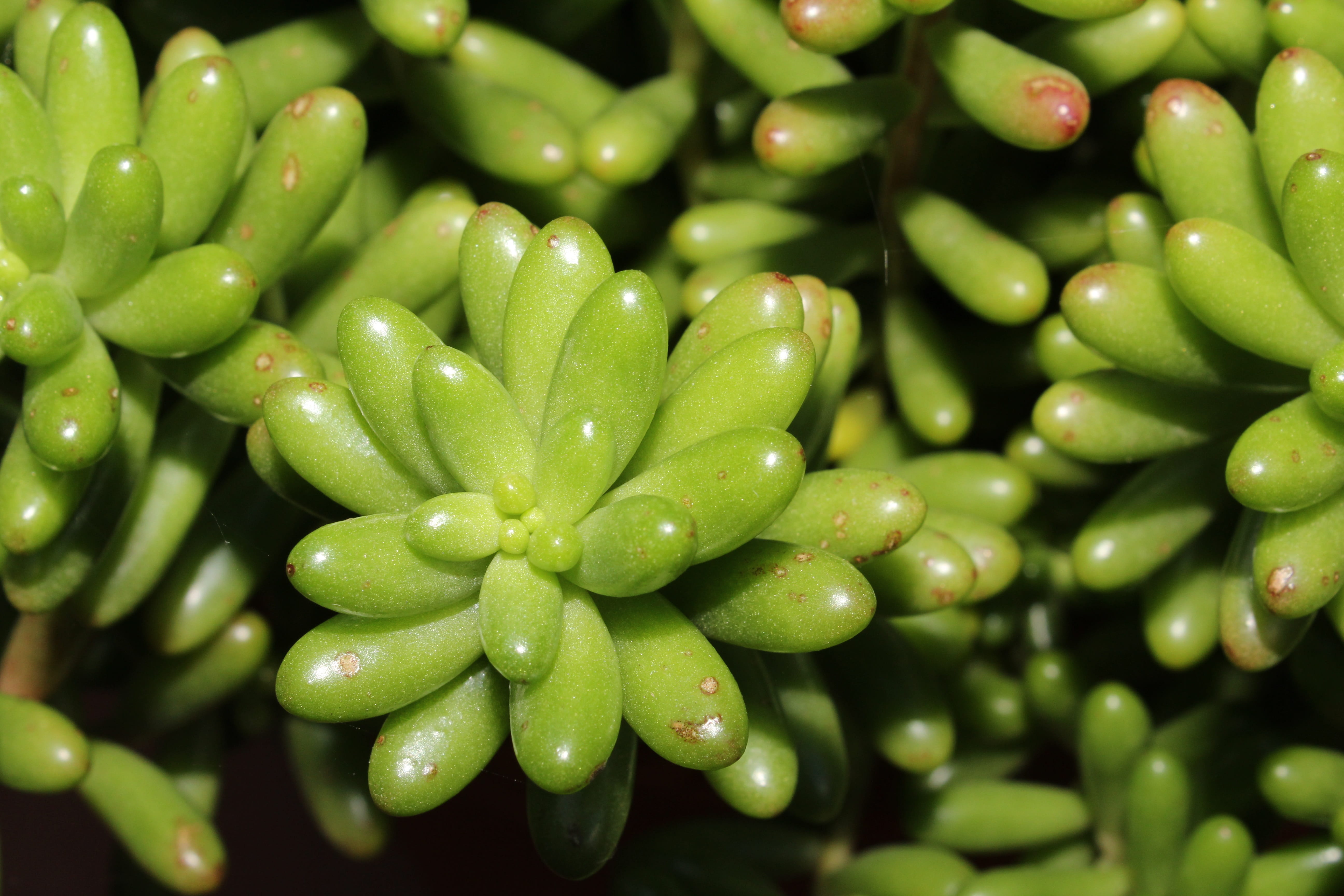 vegetable, food and drink, wet, sedum, green, no people, plant, olive, backgrounds, sedo, close-up, legume family, seed, healthy eating, food, wellbeing, HD Wallpaper