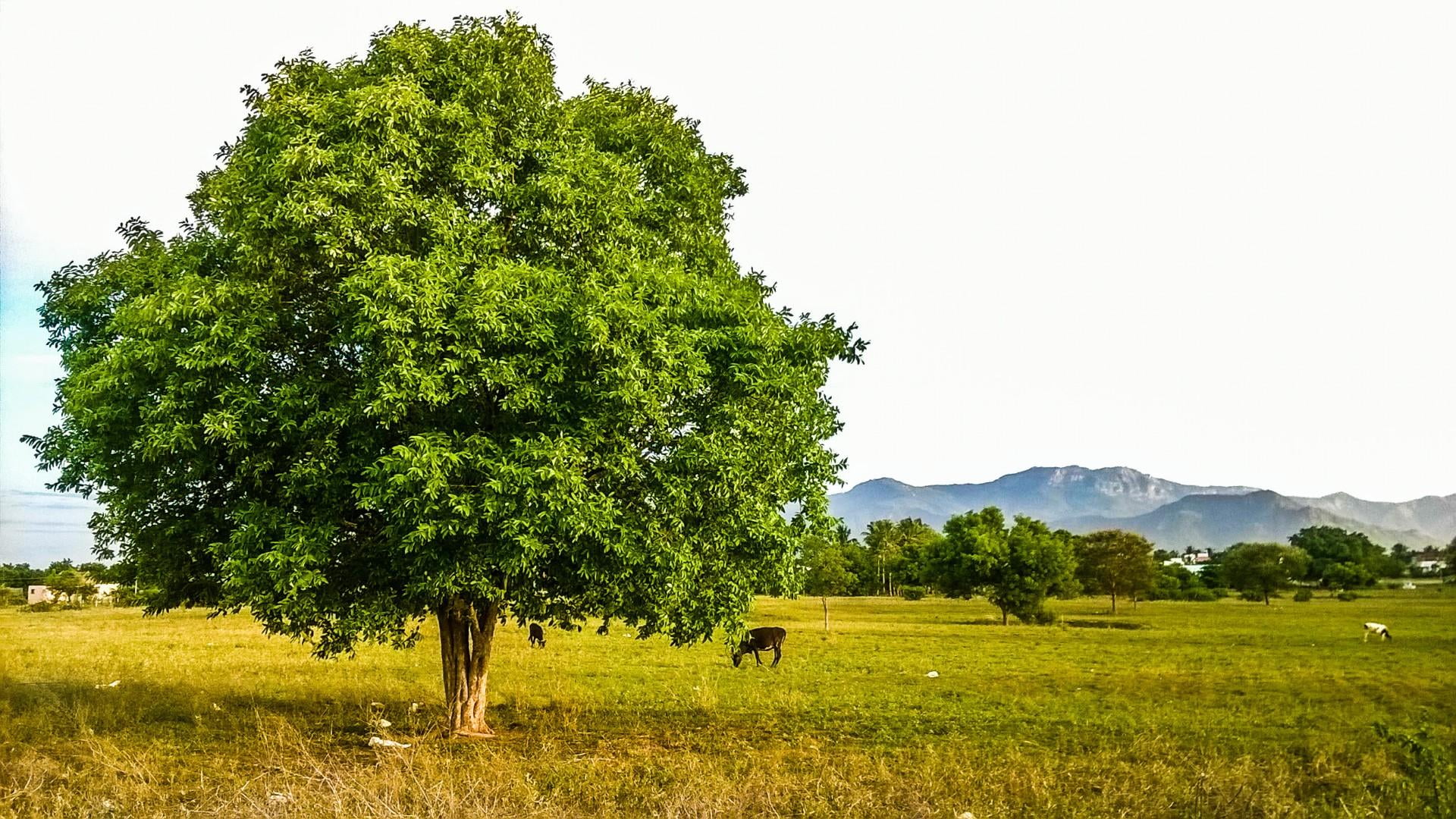 beauty in nature, mountain, land, grass, agriculture, rural scene, nature, plant, growth, lonely, gross, tranquil scene, environment, tree, scenics - nature, HD Wallpaper