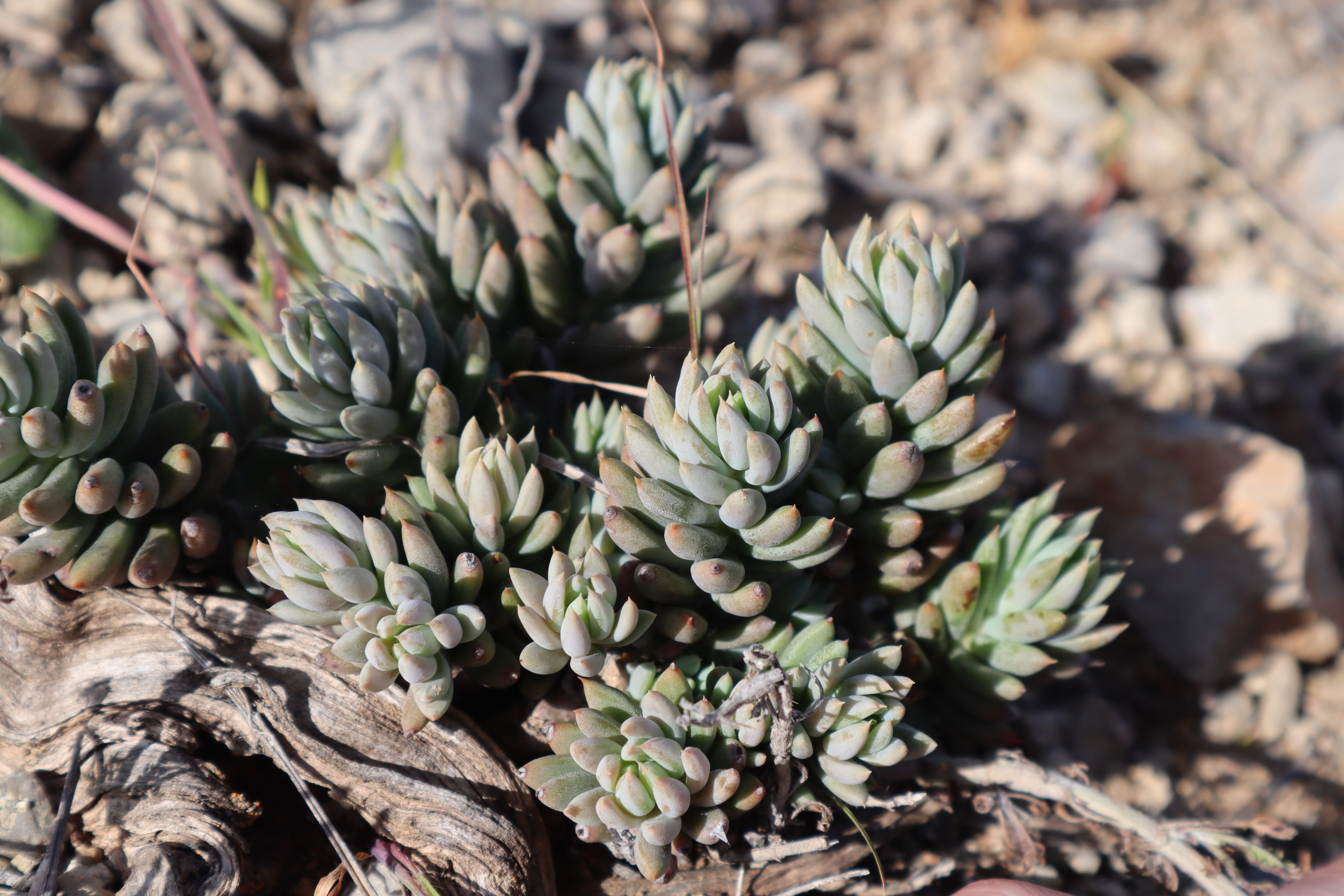 focus on foreground, beauty in nature, no people, plant, land, leaf, day, gross, 5K, growth, succulent, green color, nature, sunlight, wild, outdoors, HD Wallpaper