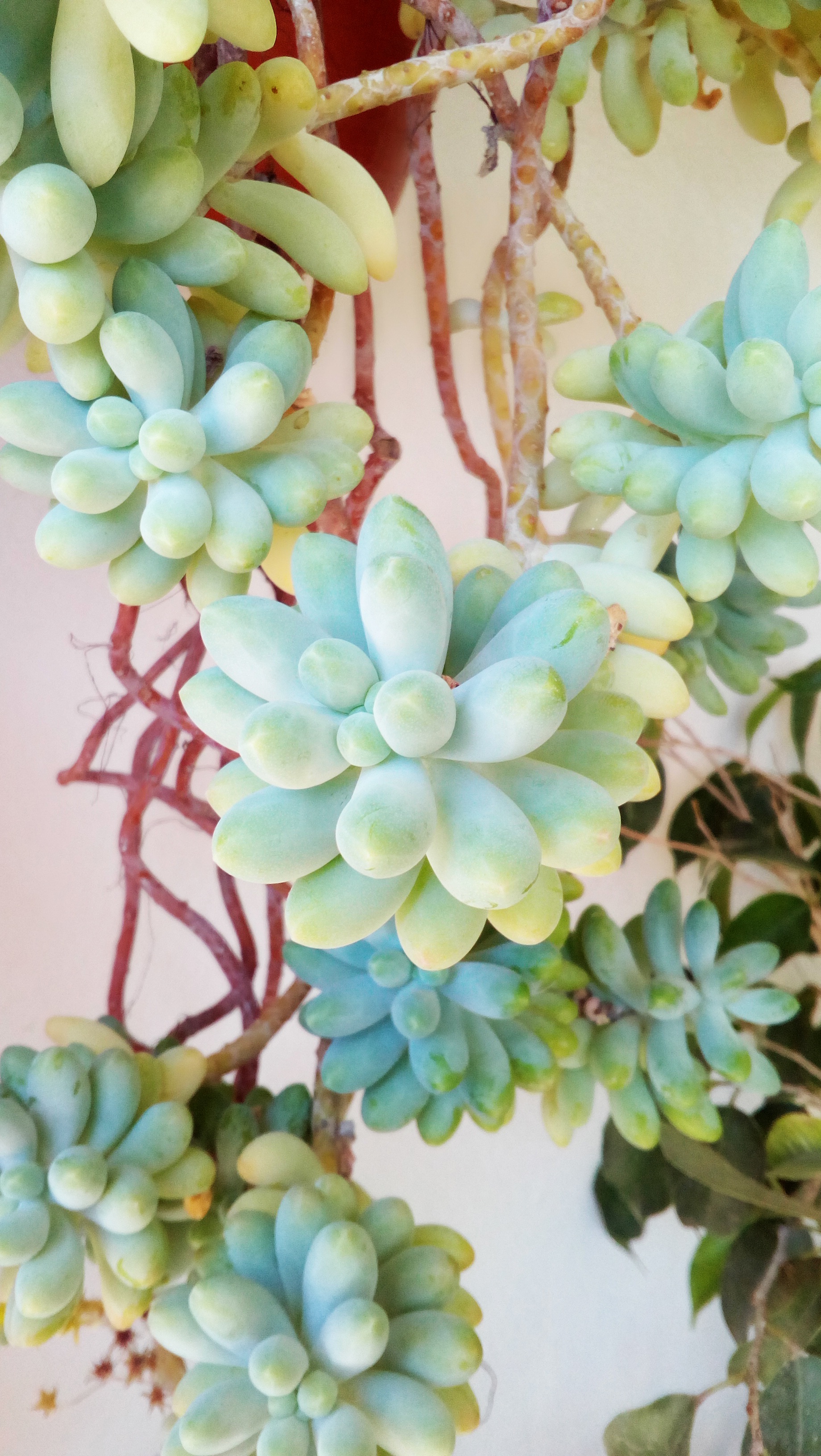 close-up, gross floor, food, nature, leaf, growth, healthy eating, bunch, succulent, grape, freshness, day, succulent plant, plant, beauty in nature, 2K, Phone HD Wallpaper