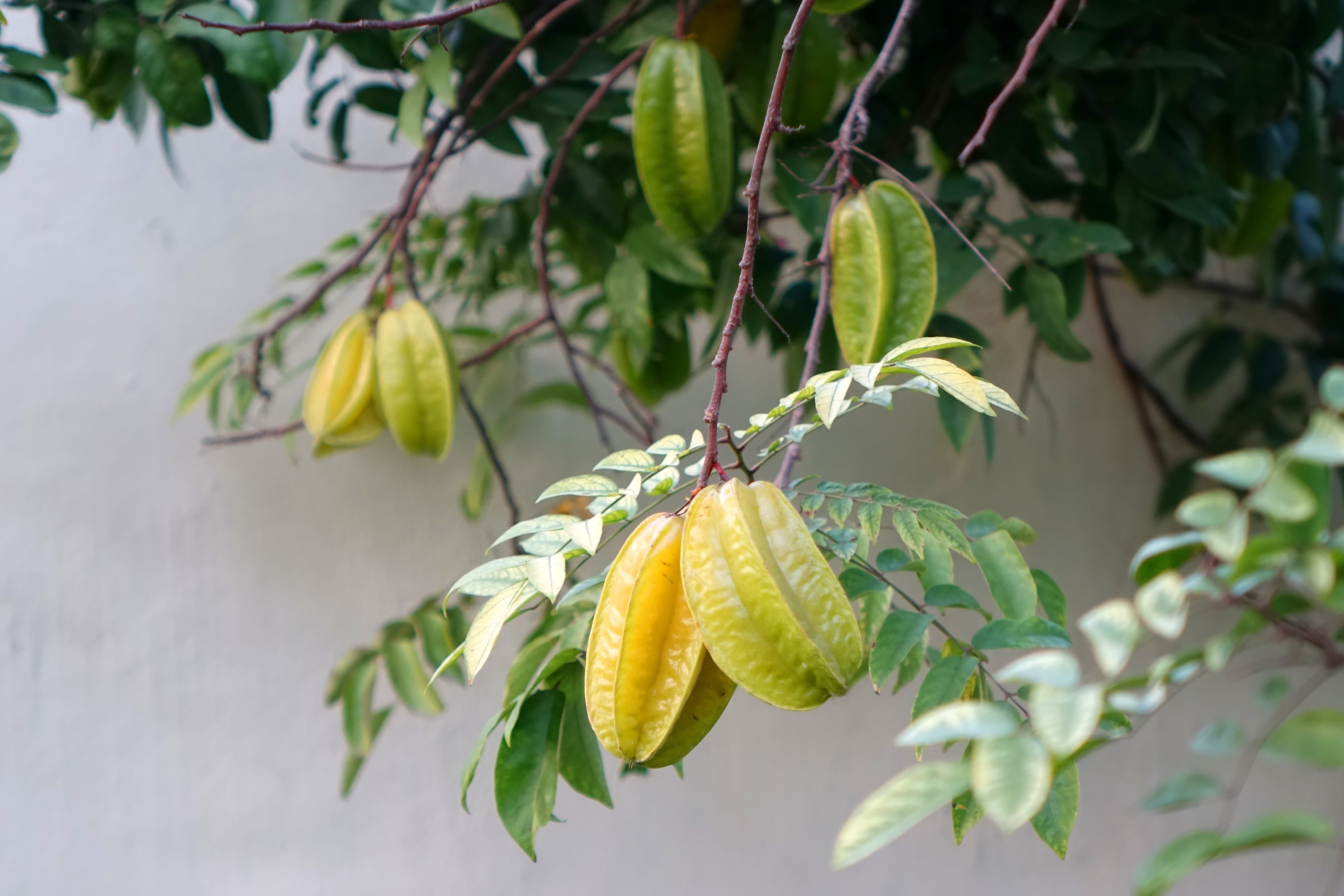 plant, nature, leaves, exotic, fruit, close-up, focus on foreground, Carambola, tree, food, hanging, outdoors, no people, 5K, properties, Summer Fruit, HD Wallpaper